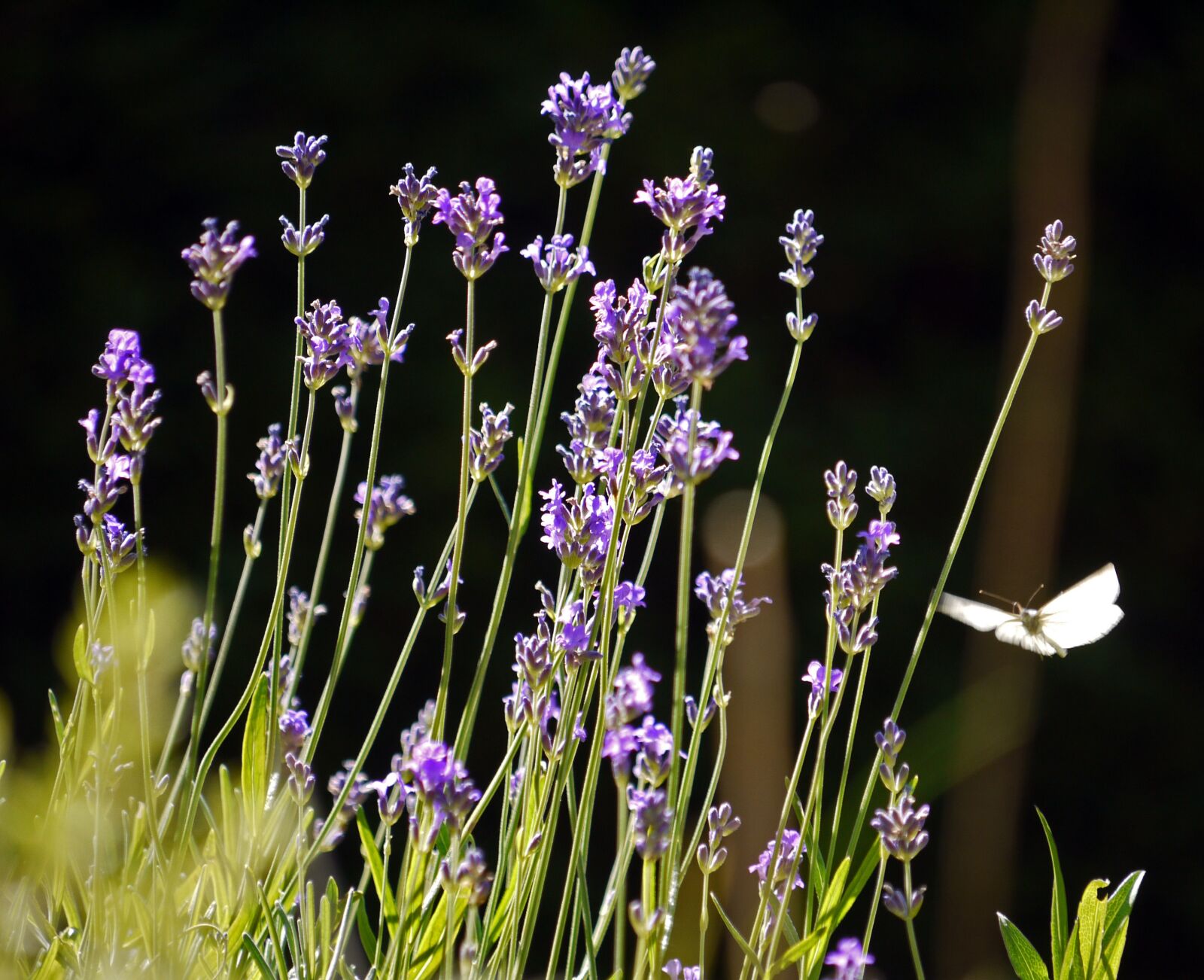 Panasonic Lumix DMC-G1 sample photo. Flowers, shrub, butterfly photography