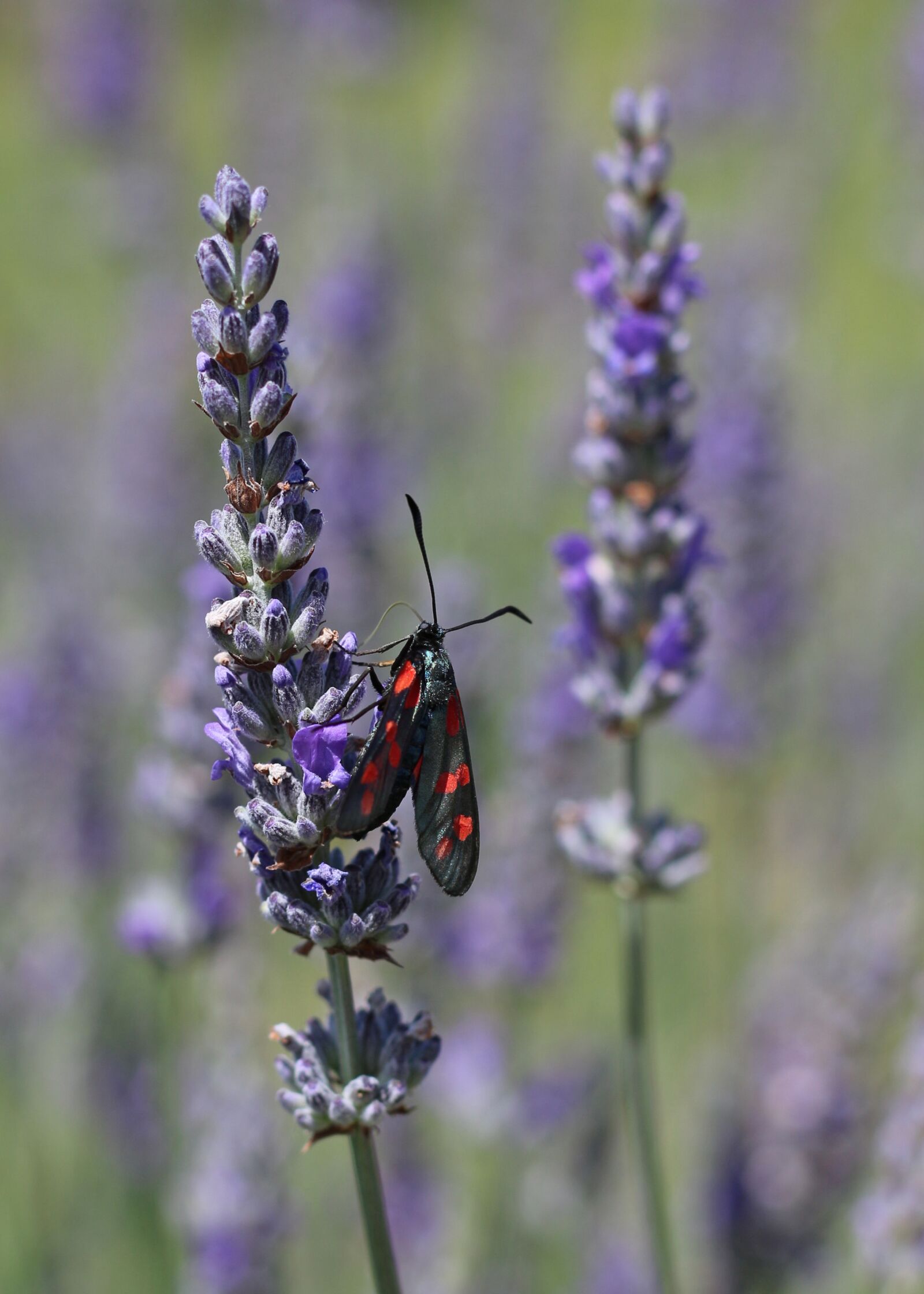 Canon EOS 700D (EOS Rebel T5i / EOS Kiss X7i) sample photo. Six-spot burnet moth, lavender photography
