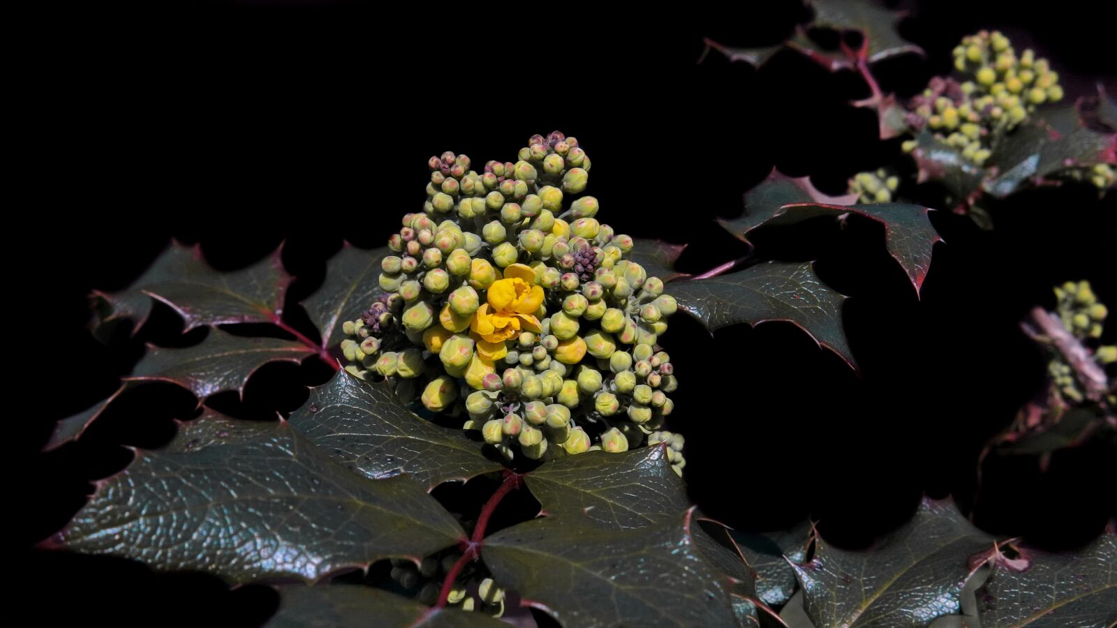 Canon PowerShot G15 sample photo. Mahogany, mahonia aquifolium, golden photography