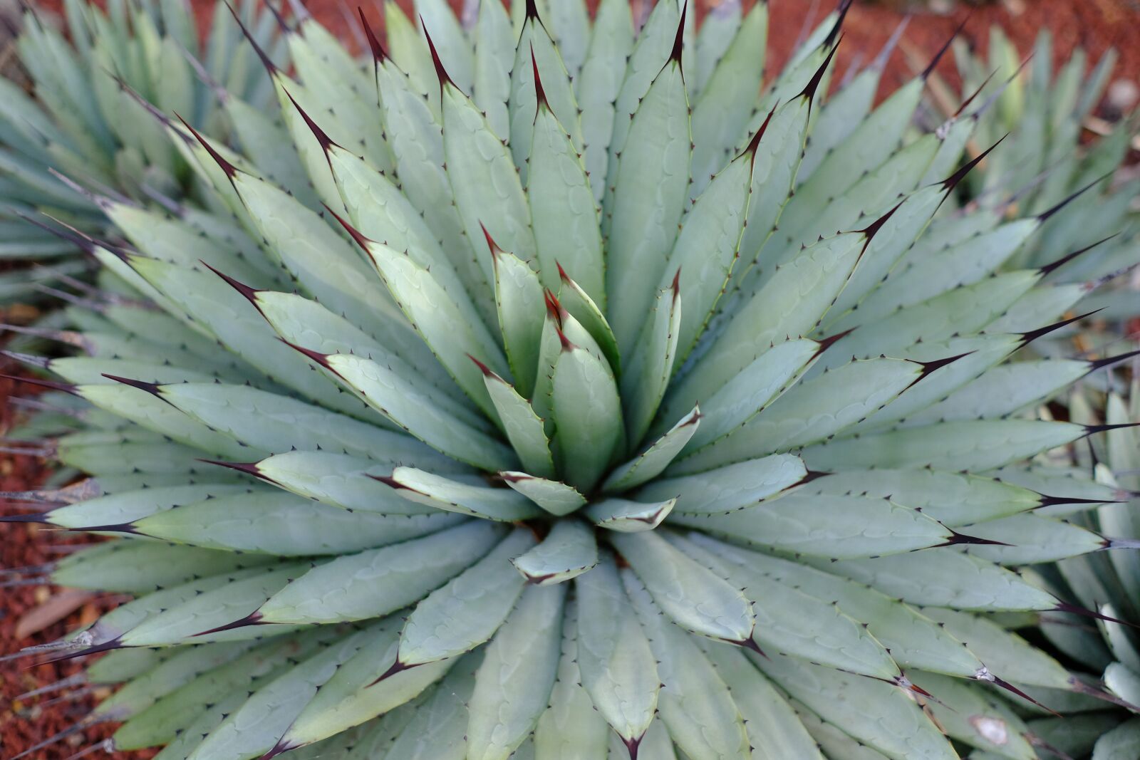Fujifilm X-T2 + Fujifilm XF 35mm F1.4 R sample photo. Cactus, spur, plant photography