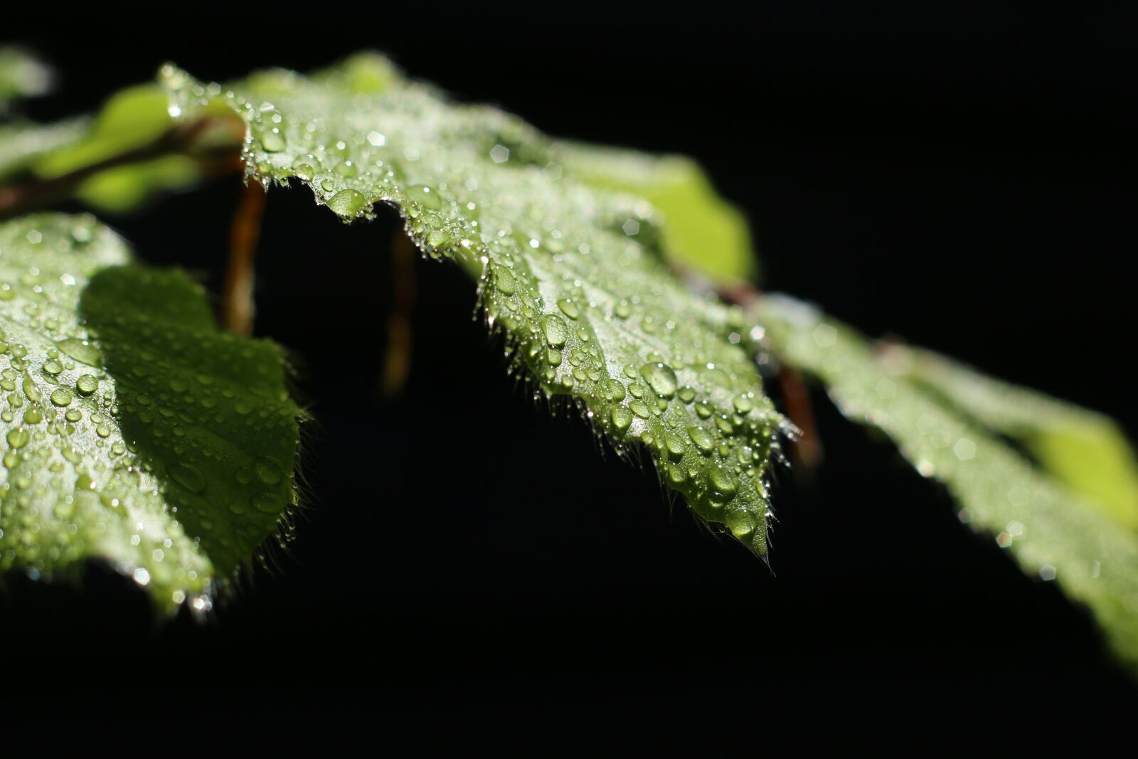 Canon EOS 70D + Canon EF 50mm F1.8 II sample photo. Leaf, dew, drop of photography