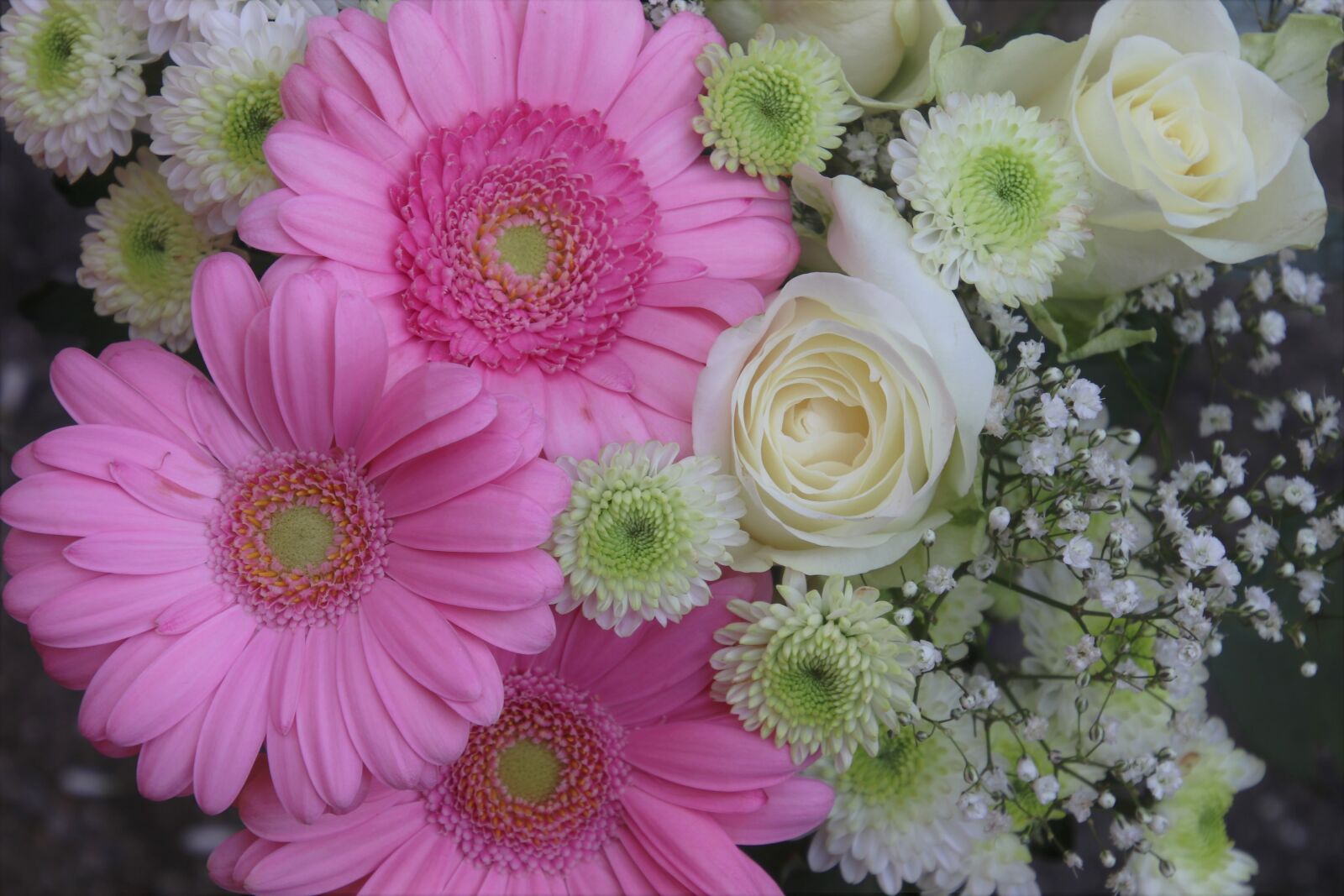 Canon EOS 80D sample photo. Germini, pink flowers, feeling photography