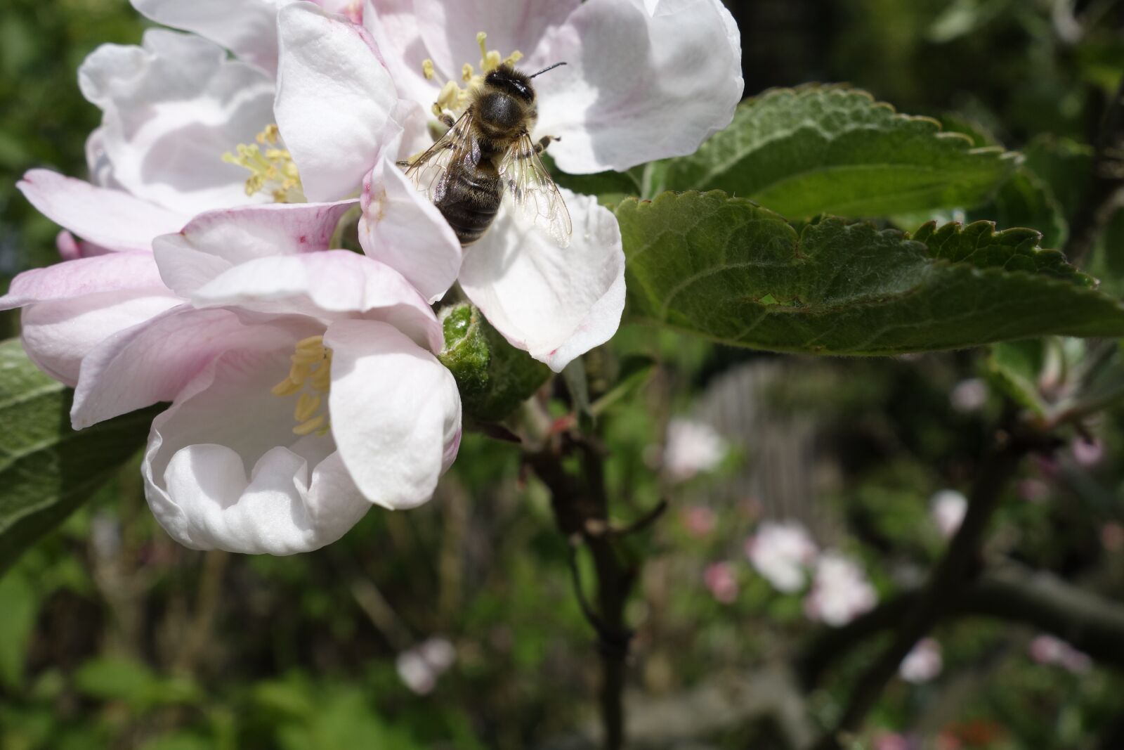 Sony Cyber-shot DSC-RX100 sample photo. Bee, blossom, bloom photography