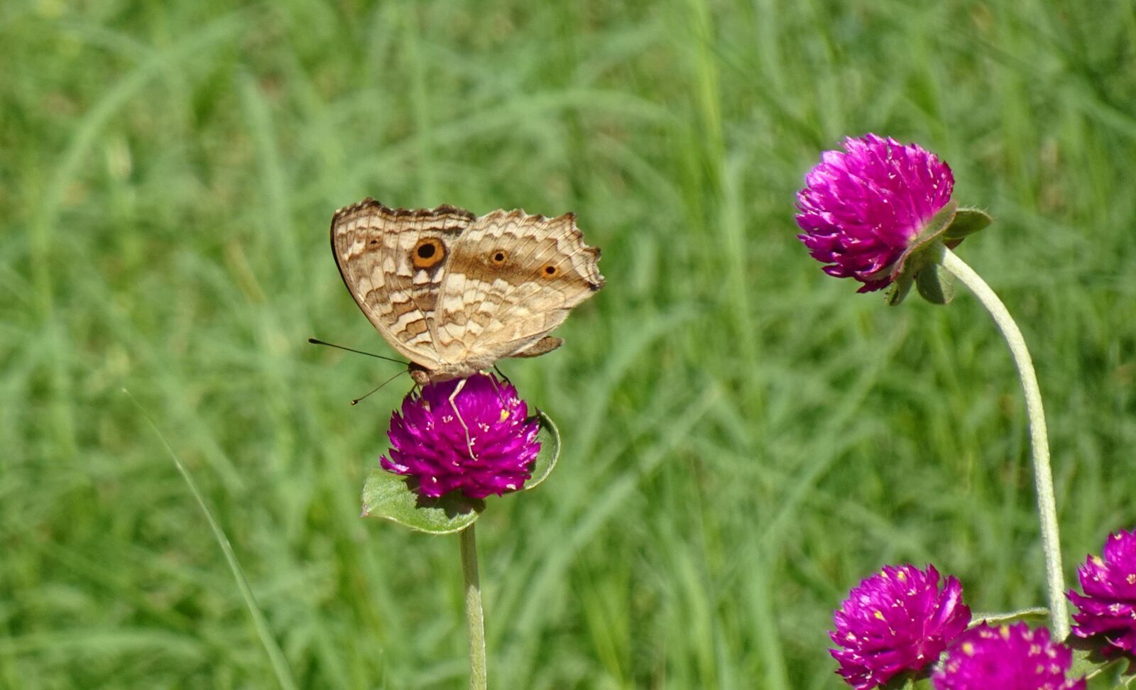 Sony DSC-WX800 sample photo. Butterfly, junonia lemonias, lemon photography