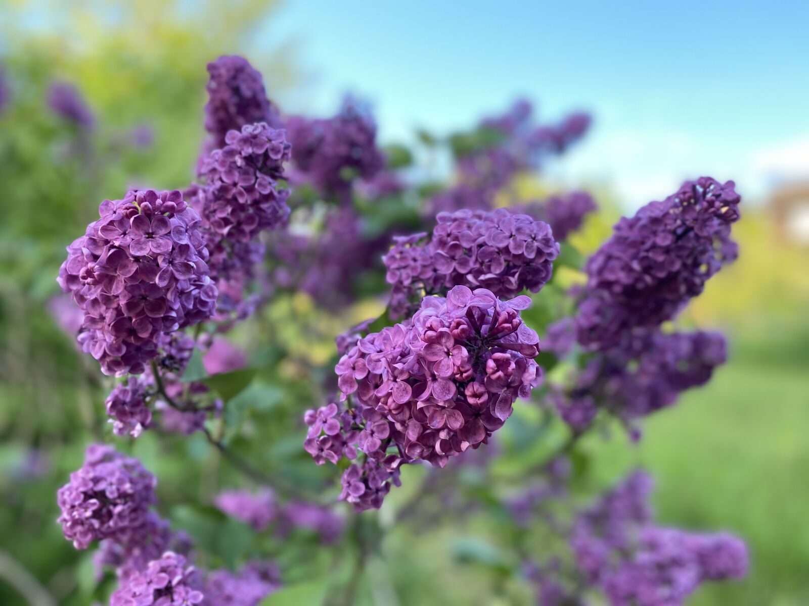 Apple iPhone 11 sample photo. Flower, violet, lavender photography