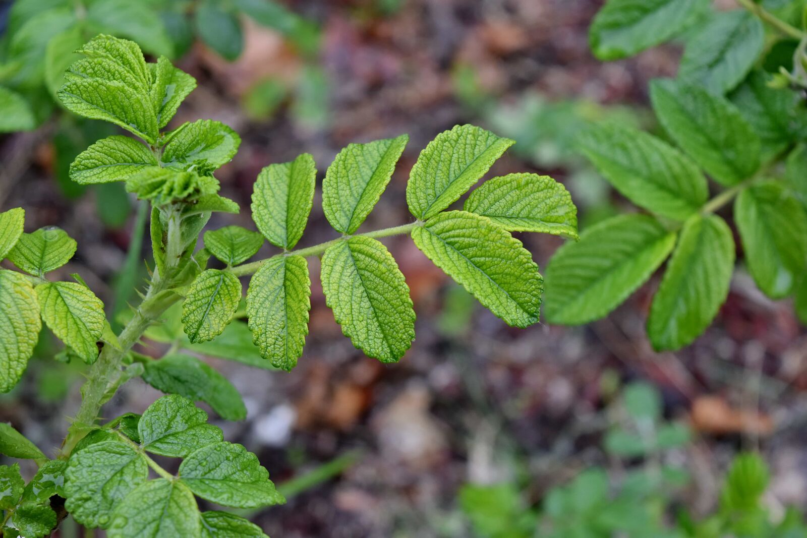 Nikon D5500 sample photo. Flora, nature, leaf, tree photography
