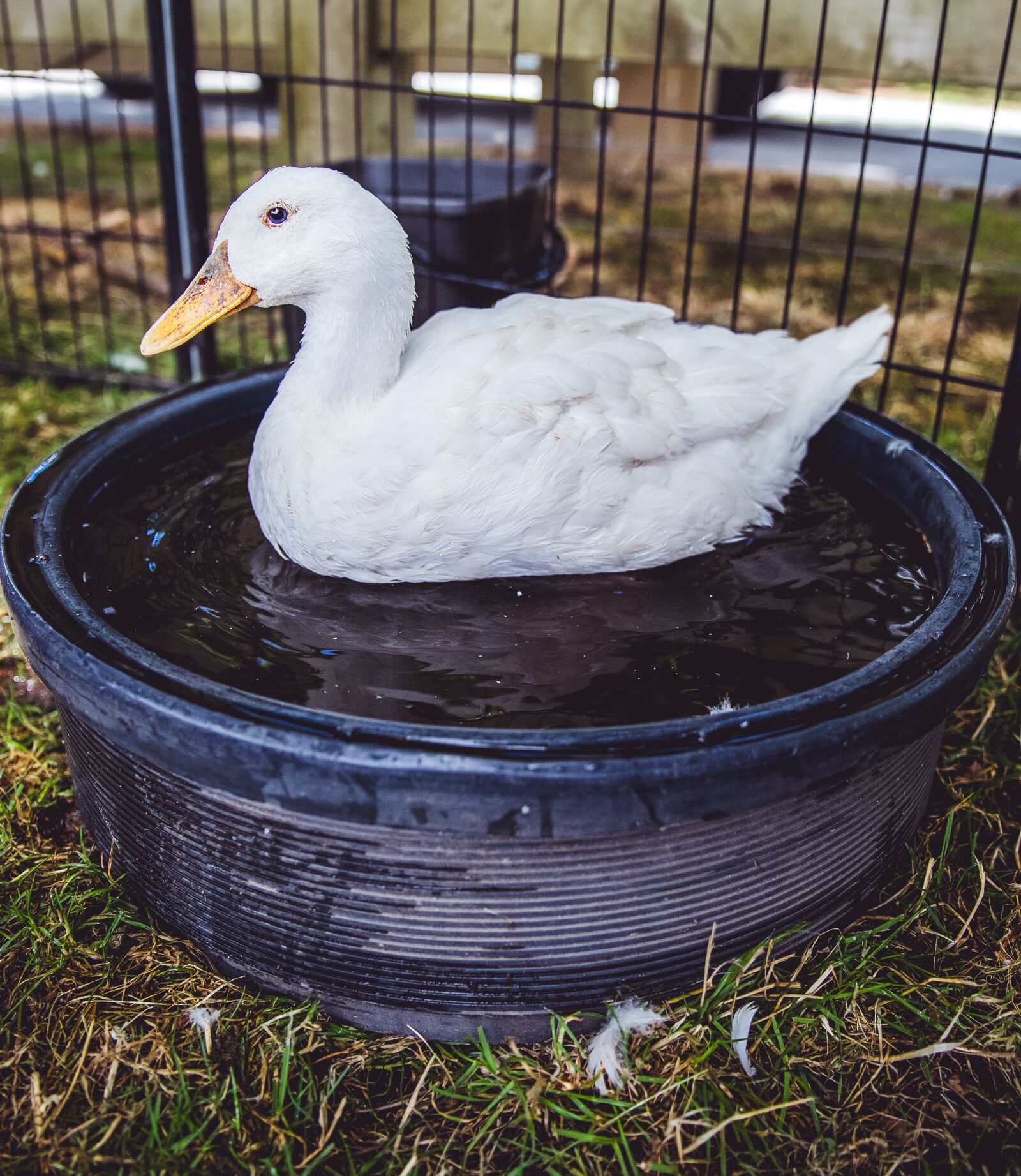 Canon EOS 6D Mark II sample photo. Duck, bird, nature photography