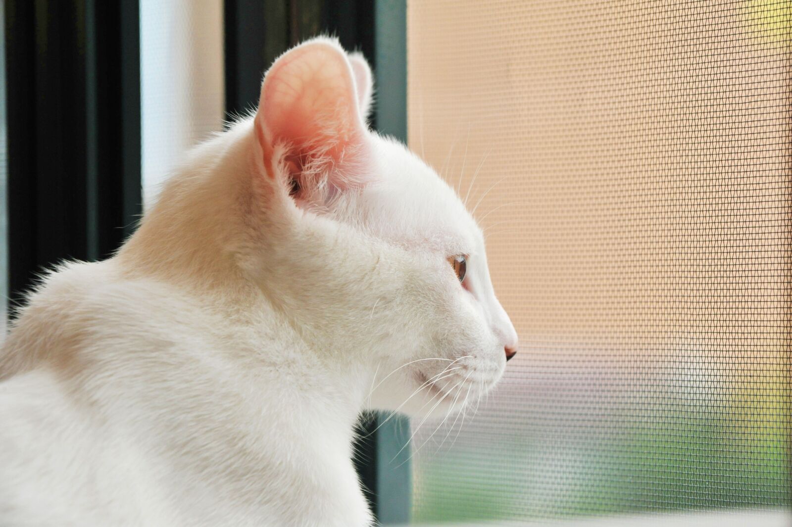 Nikon D700 sample photo. Cat, window, room photography