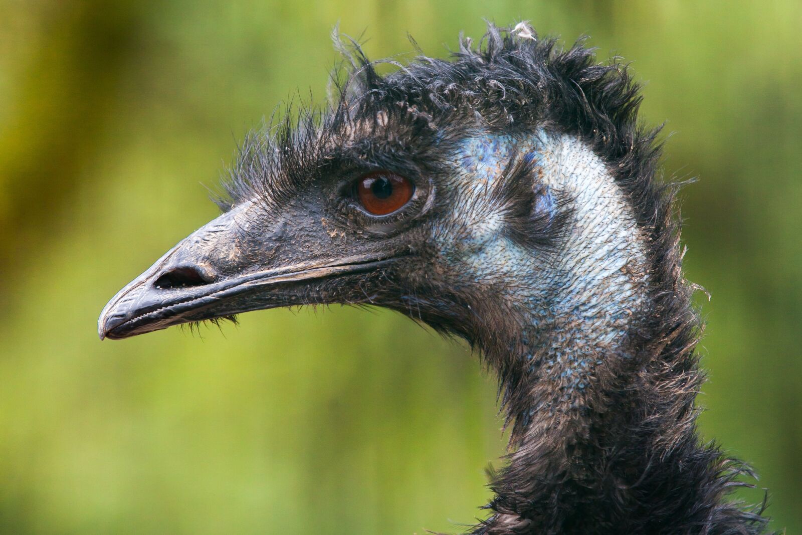 Canon EOS 5D Mark II sample photo. Flightless bird, emu, head photography