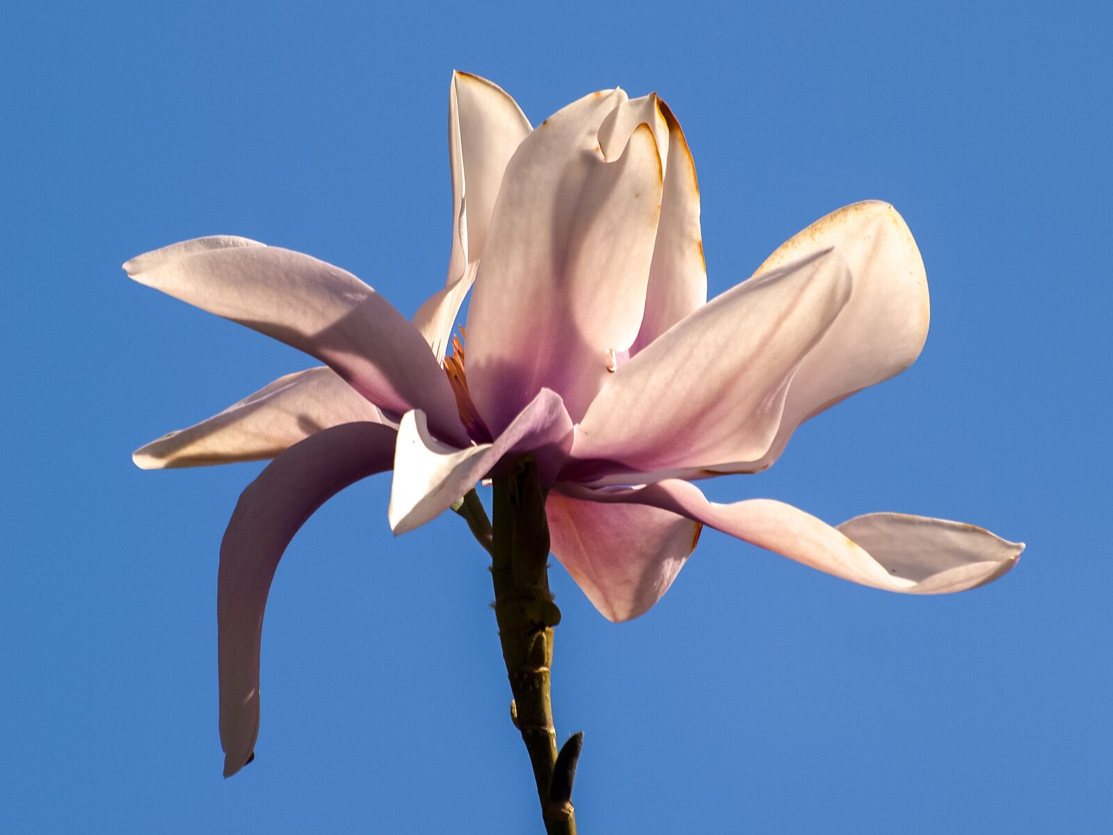 Olympus E-3 sample photo. Magnolia, magnolia tree, blossom photography