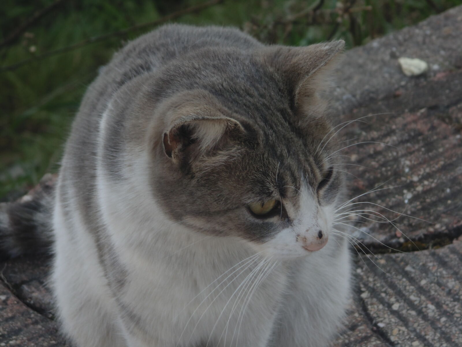 Sony DSC-H100 sample photo
