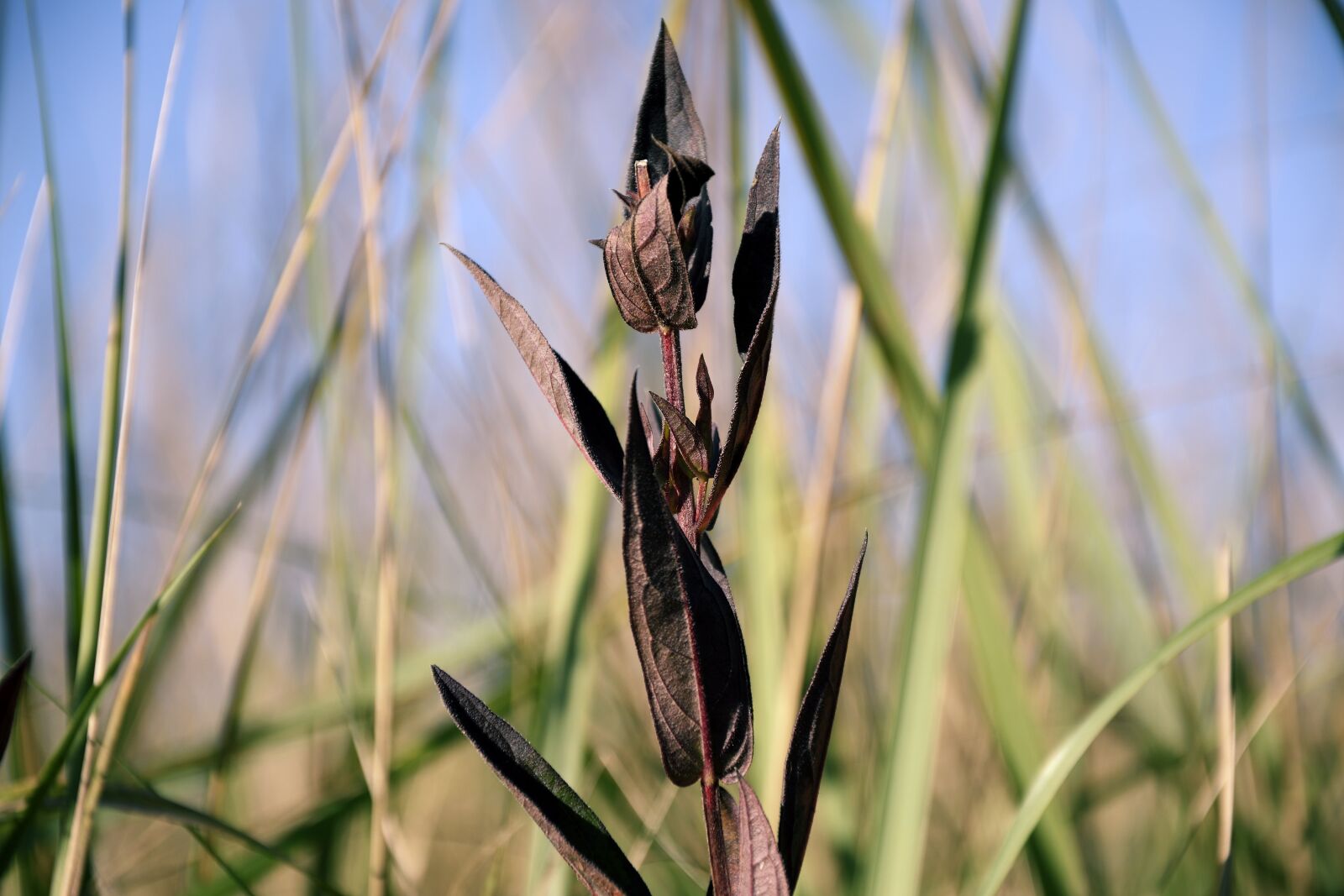 Nikon D5300 sample photo. Grass, grasses, leaves photography