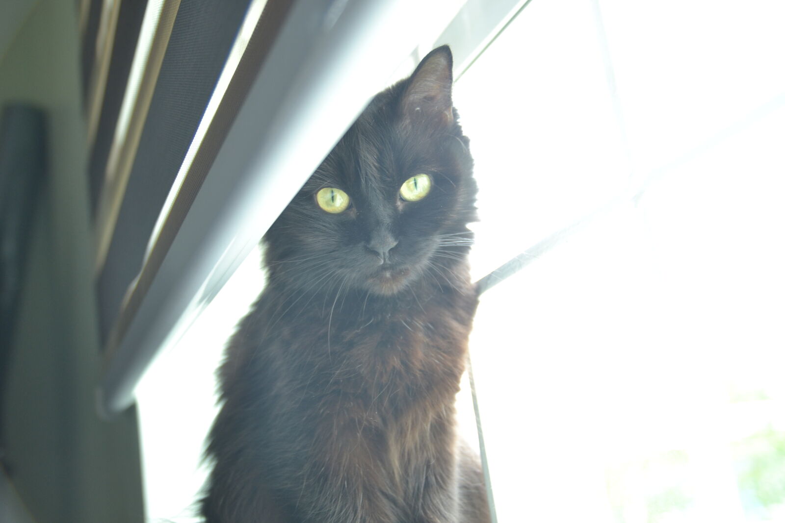 Nikon D3100 sample photo. Cat photography