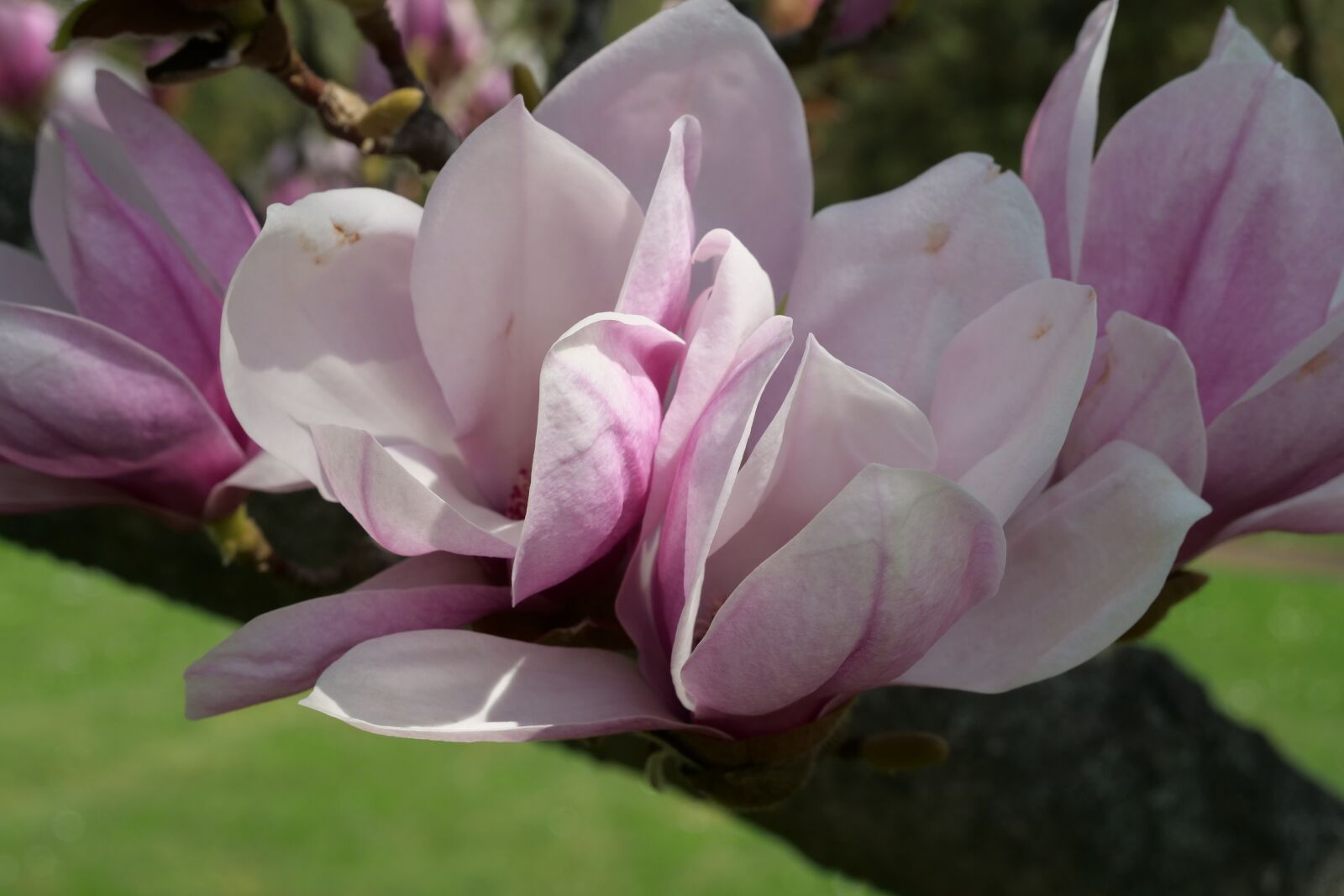 Panasonic Lumix DC-G9 sample photo. Flower, plant, yolanda's-magnolia photography