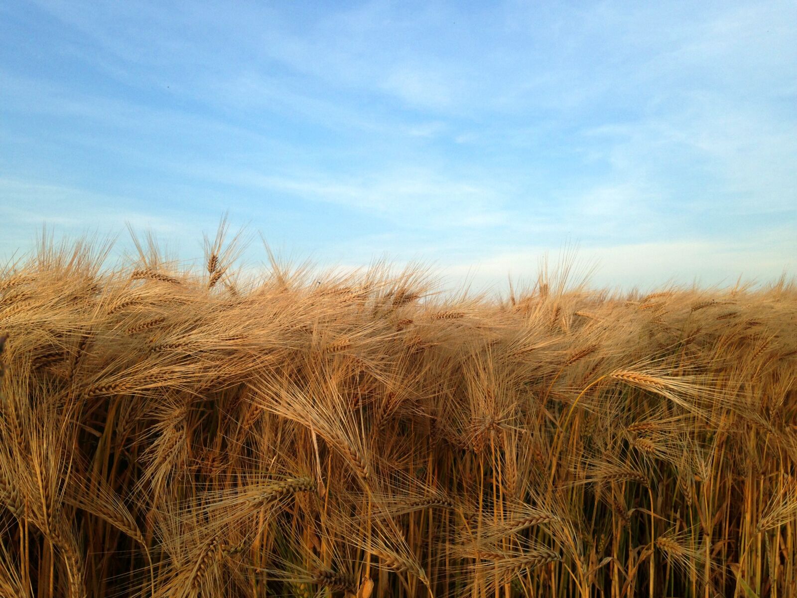 iPhone 5c back camera 4.12mm f/2.4 sample photo. Corn, the reeds, air photography