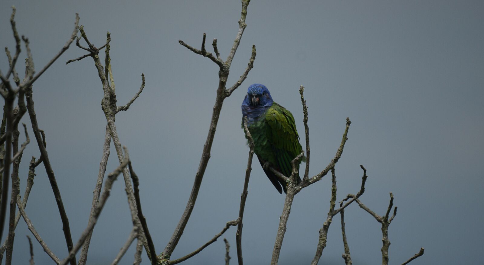 Sony Alpha DSLR-A390 sample photo. Fauna, ave, parrot photography