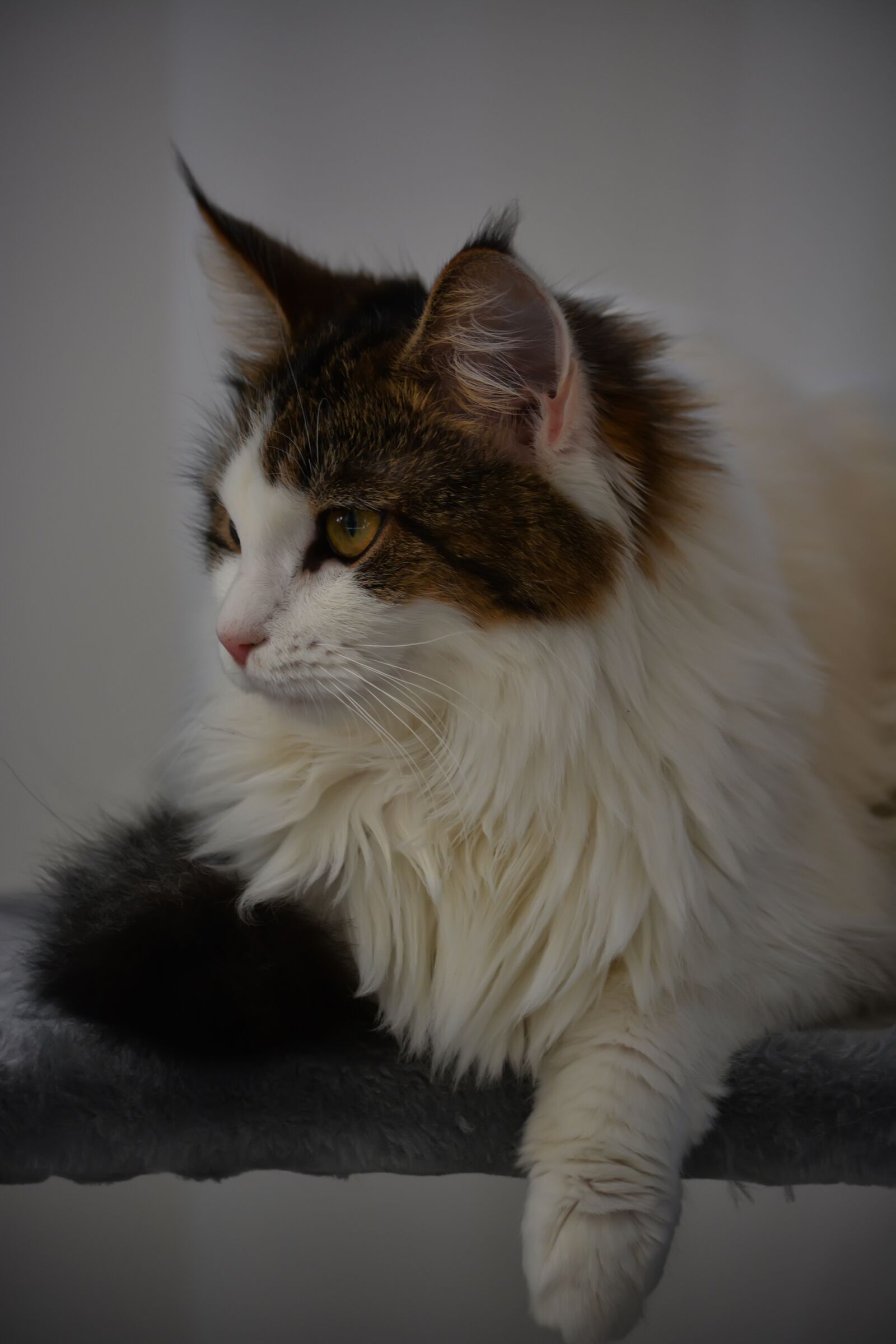 Nikon D5200 sample photo. Kaisa, cat, maine coon photography