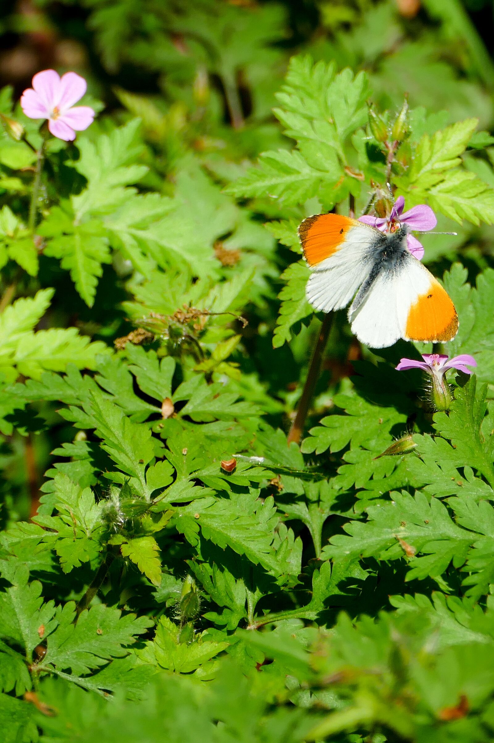 Panasonic Lumix DMC-FZ1000 sample photo. Butterfly, aurora butterfly, insect photography
