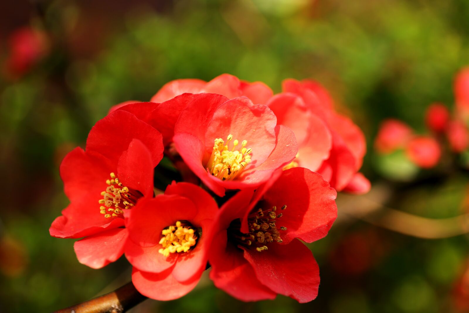 Canon EF 24-70mm F4L IS USM sample photo. Famous flower, nature, flowers photography
