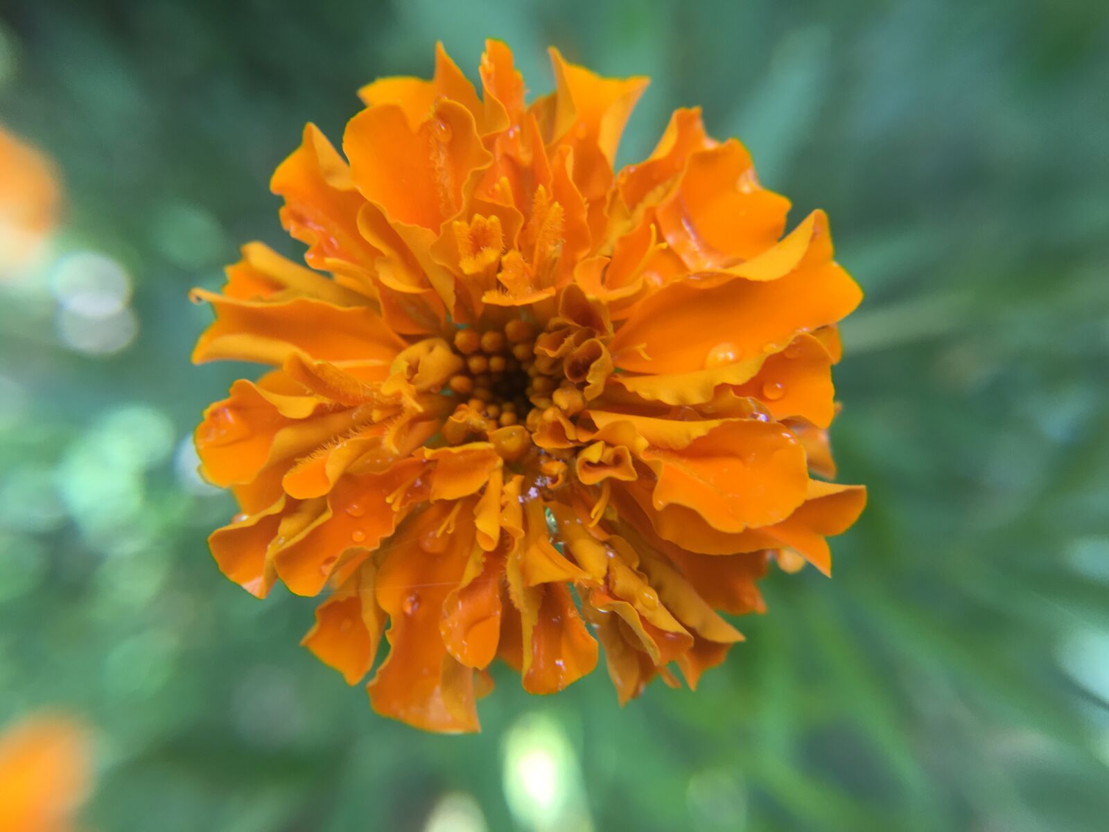 iPhone 6s Plus back camera 4.15mm f/2.2 sample photo. Flower, orange, garden photography