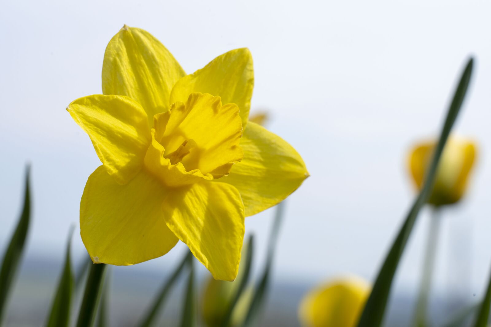 Sony FE 24-105mm F4 G OSS sample photo. Tulip, flower, nature photography