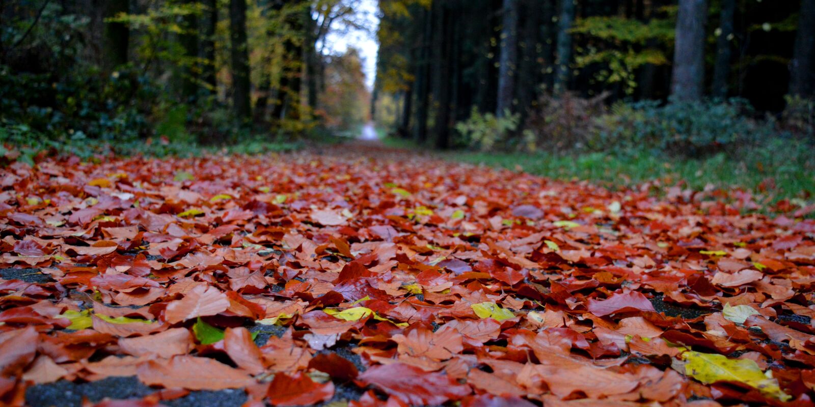 Nikon D3200 sample photo. Fall foliage, away, forest photography