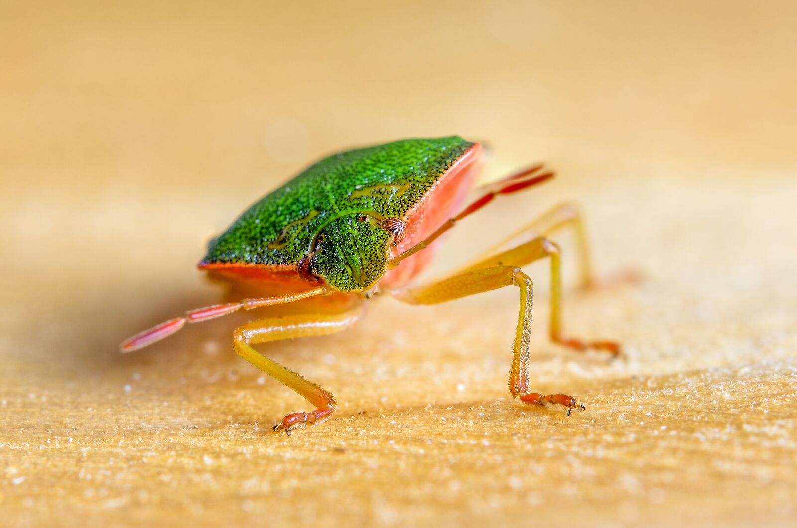Nikon D7200 sample photo. Bug, insect, eyes photography