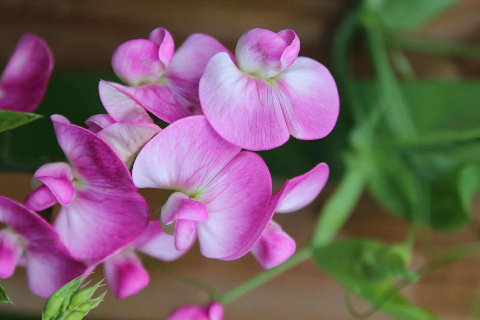 Canon EOS 600D (Rebel EOS T3i / EOS Kiss X5) sample photo. Pea, fabaceae, violet photography