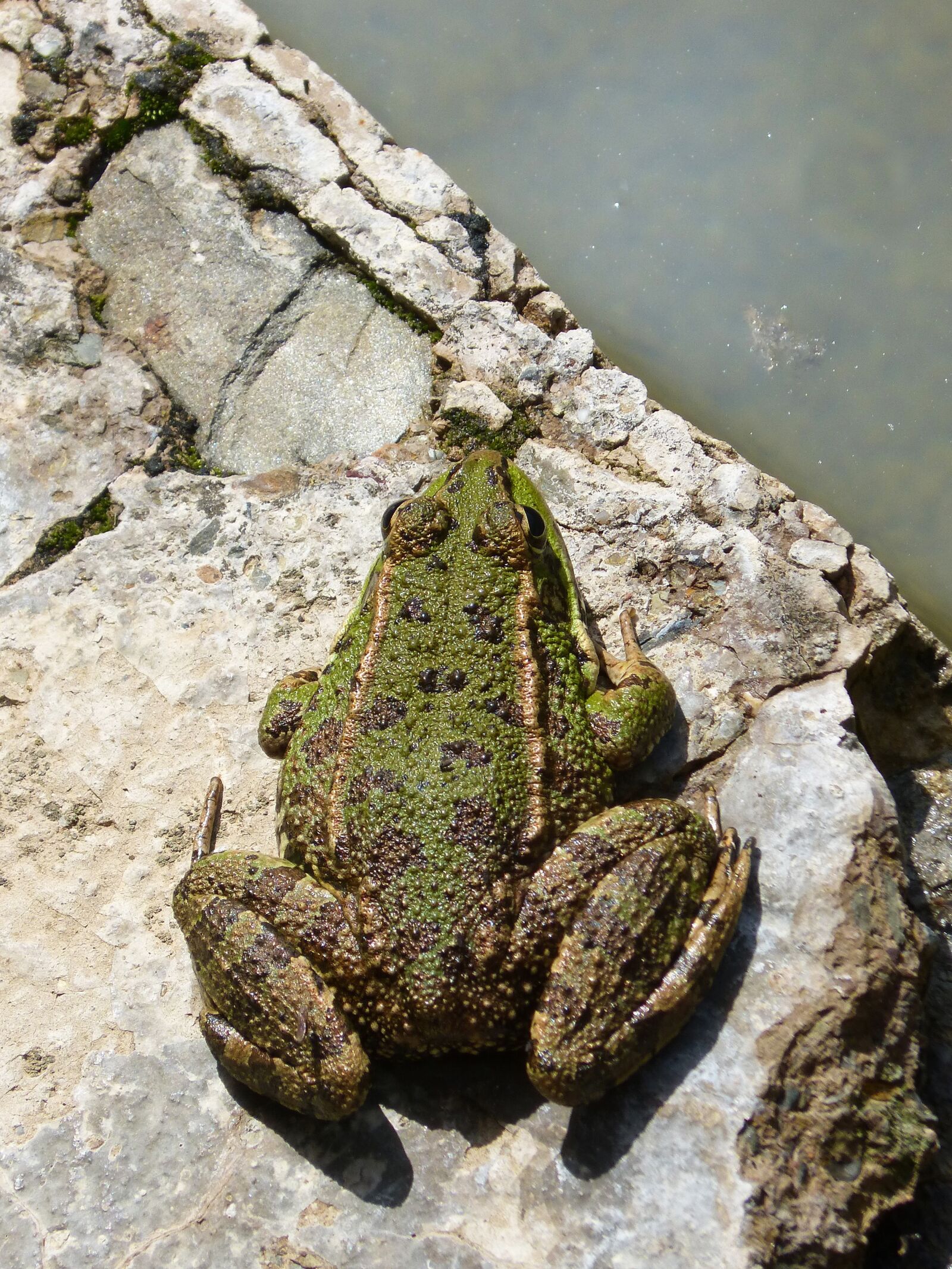 Panasonic DMC-FZ62 sample photo. Frog, green frog, amphibious photography