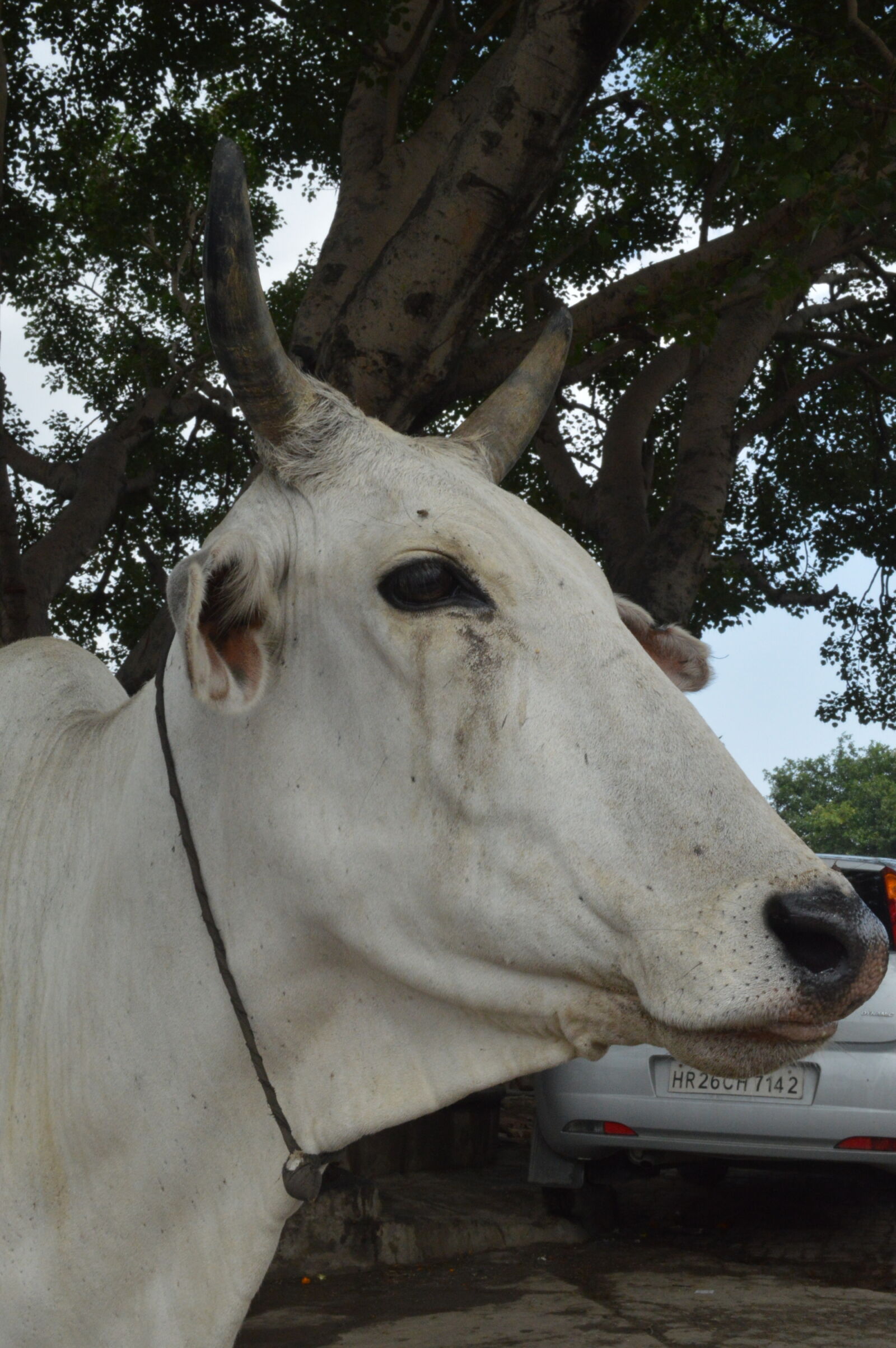 Nikon D3200 sample photo. Cow, cow, holy, ow photography