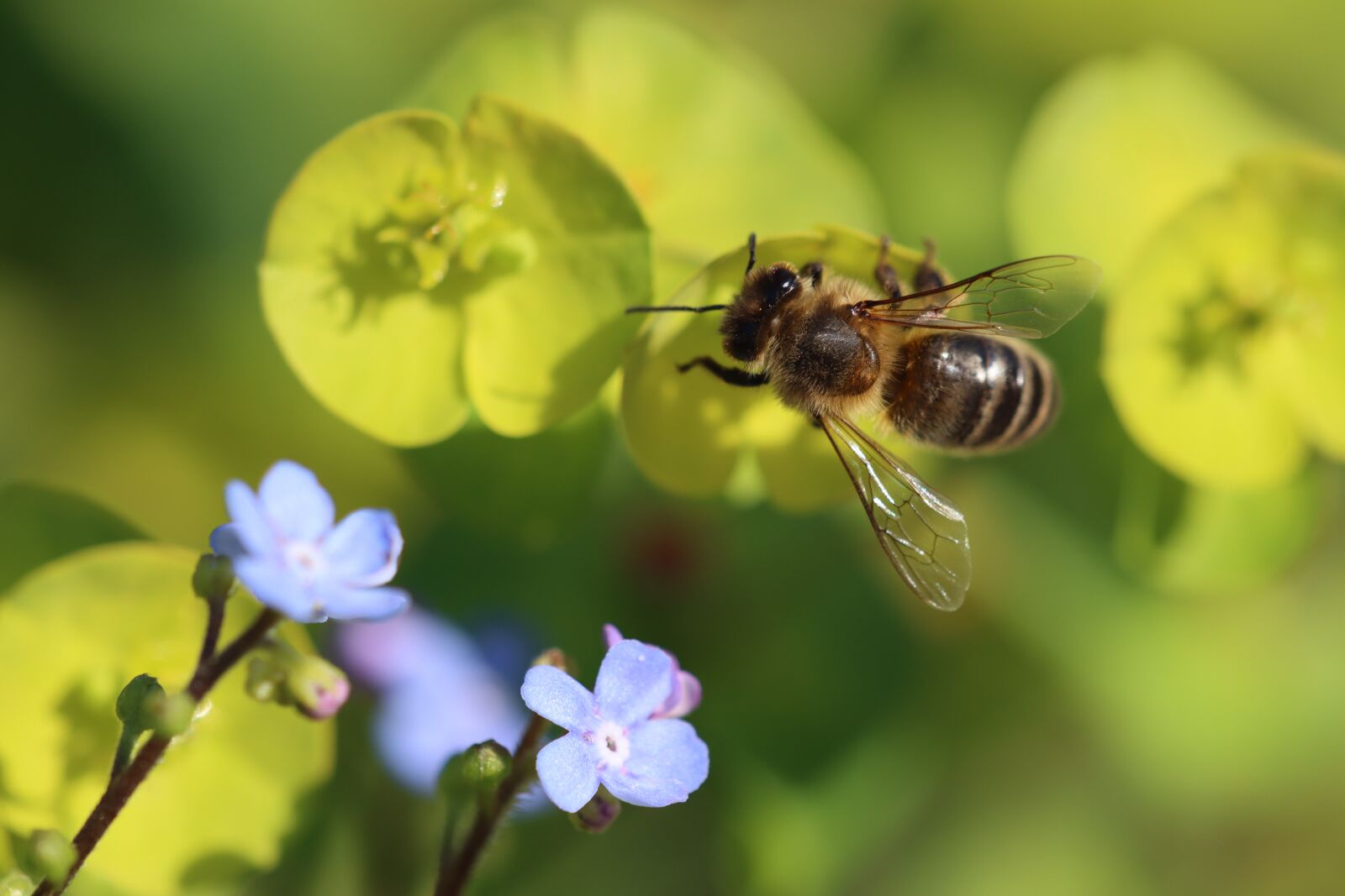 Canon EF 180mm F3.5L Macro USM sample photo. Forget me not, bee photography