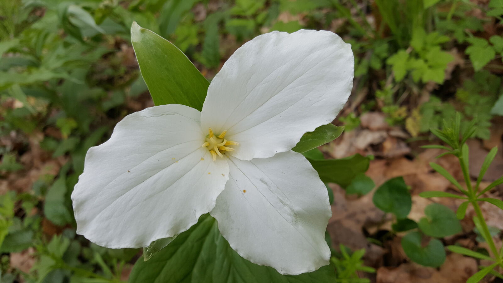 Samsung Galaxy Note5 sample photo. Beautiful, flowers, spring, white photography