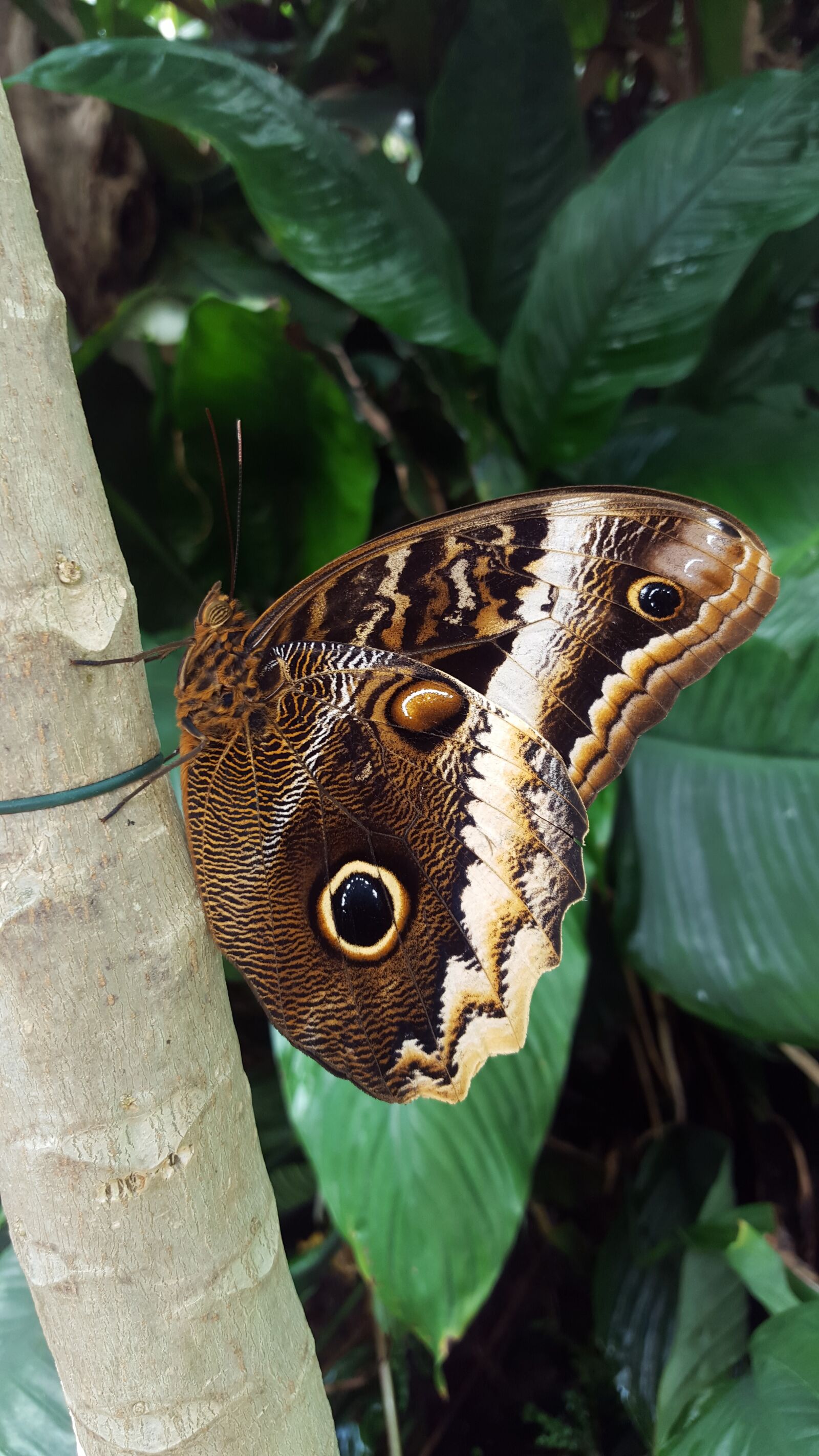 Samsung Galaxy S6 sample photo. Butterfly, tropics, eye photography