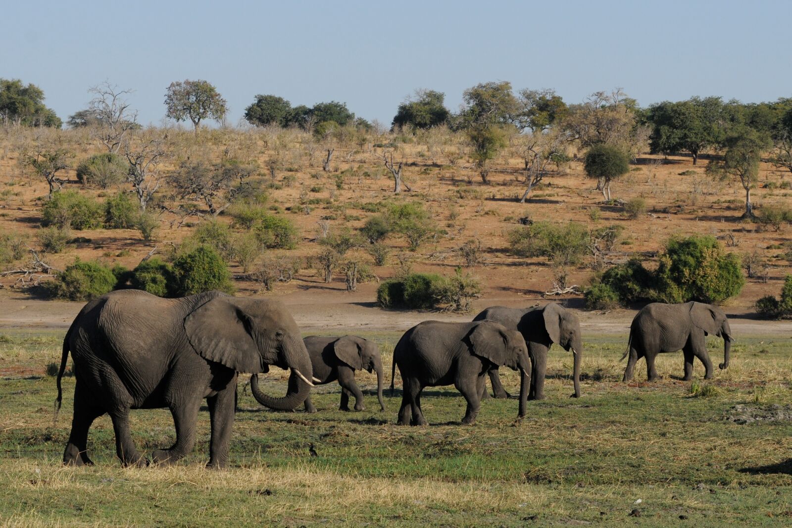 Nikon D300 sample photo. Elephant, botswana, chobe photography