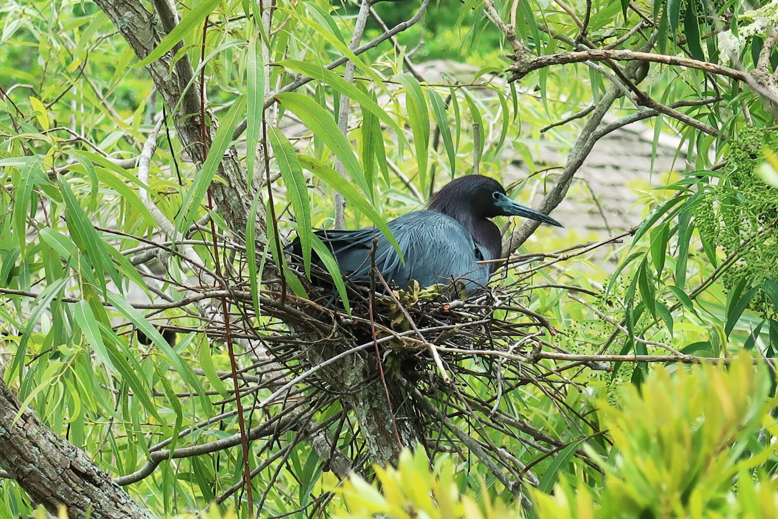 Canon PowerShot G7 X Mark II sample photo. Hatch, nest, eggs photography
