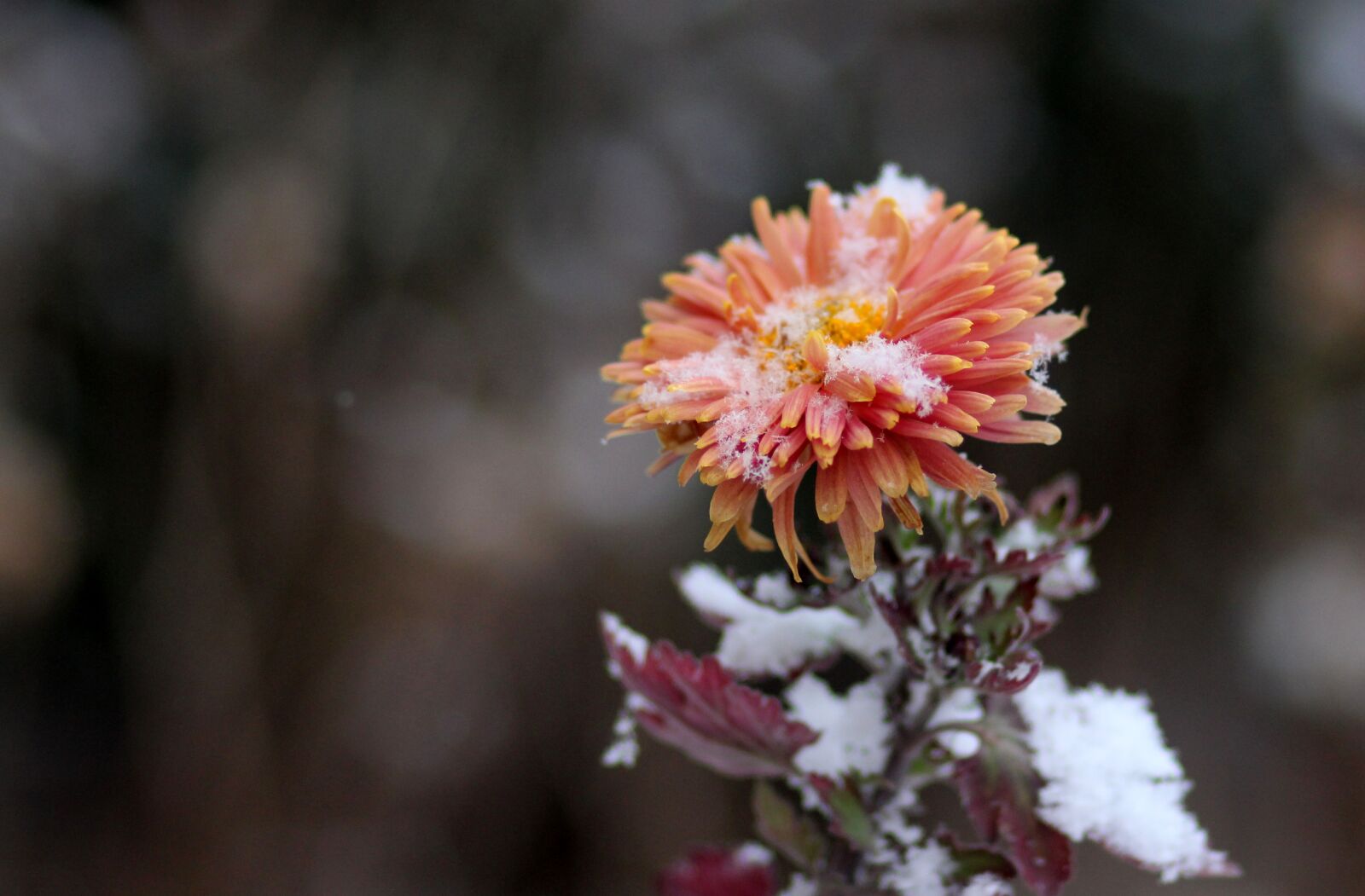 Canon EOS 700D (EOS Rebel T5i / EOS Kiss X7i) + Canon EF 85mm F1.8 USM sample photo. Chrysanthemum, flower, red photography