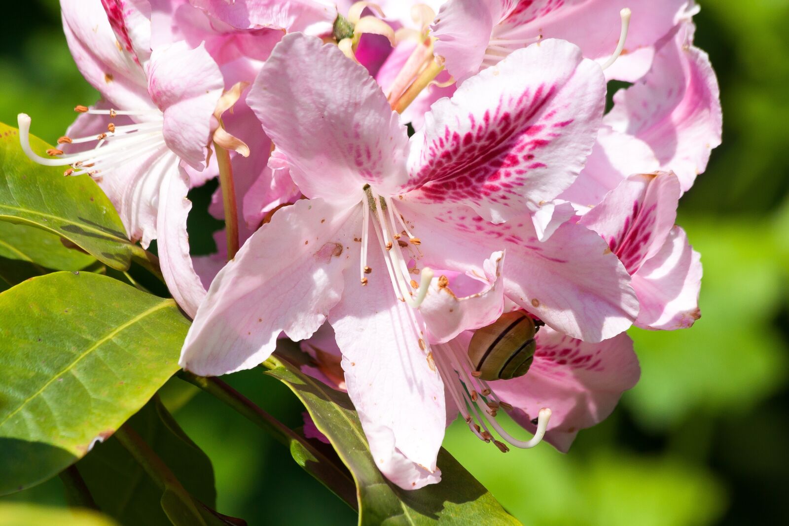 Canon EOS 50D sample photo. Rhododendron, traub notes, doldentraub photography