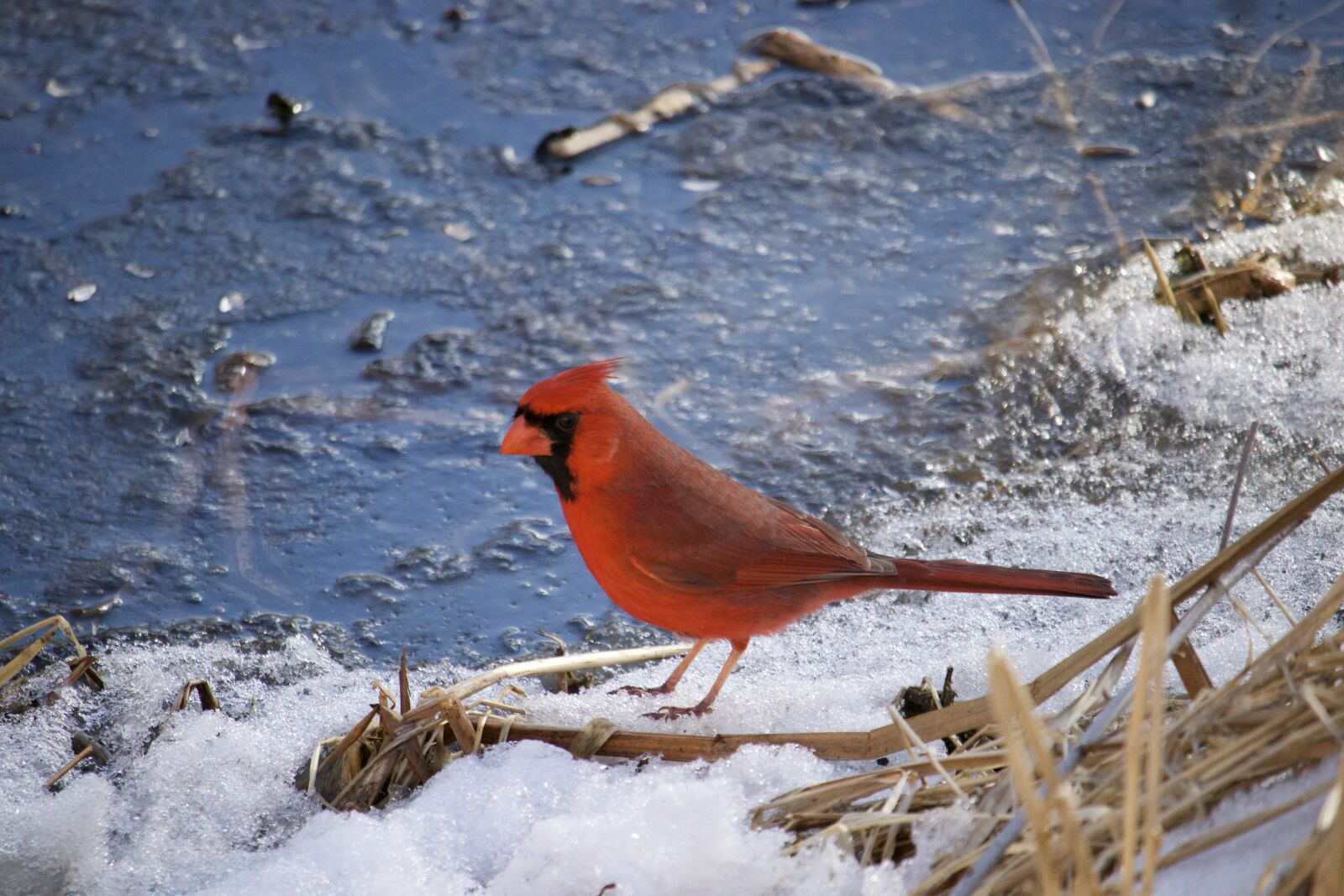 Canon EF-S 55-250mm F4-5.6 IS STM sample photo. Snow, winter, bird photography