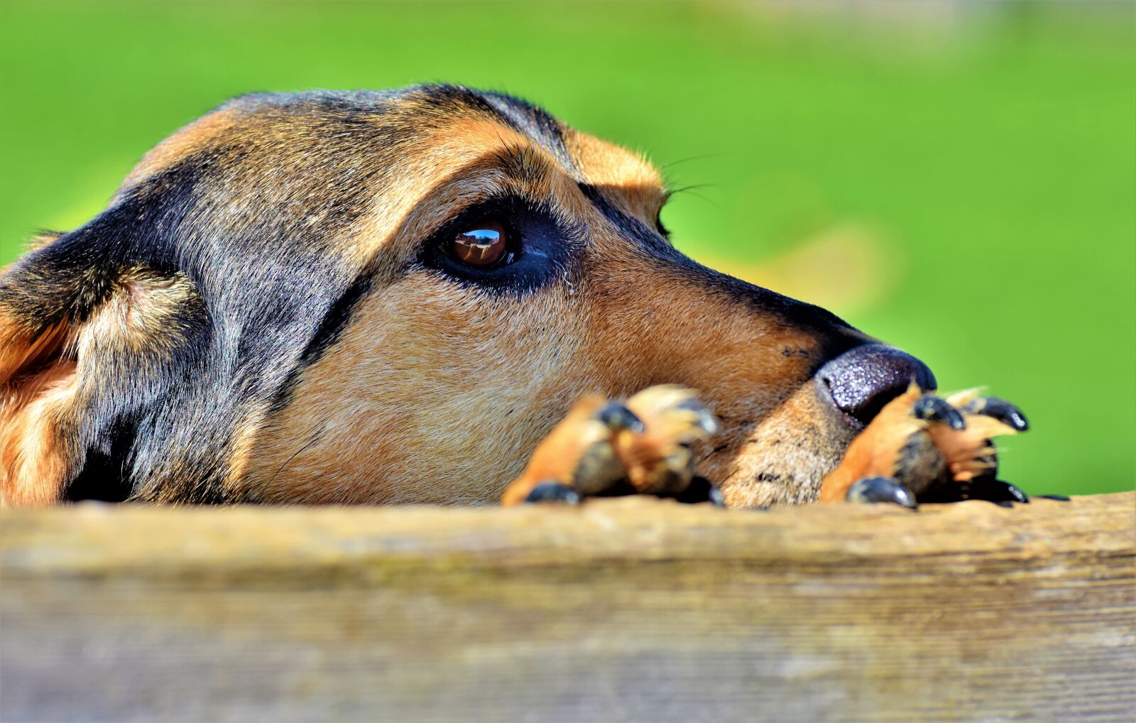 Nikon D7200 sample photo. Hybrid, dog, small dog photography