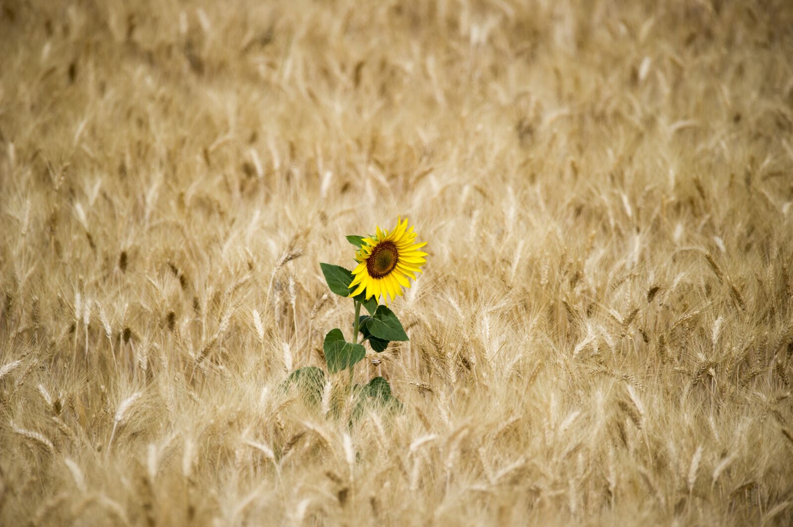 Nikon D3S sample photo. Sunflower, sun, wheat photography