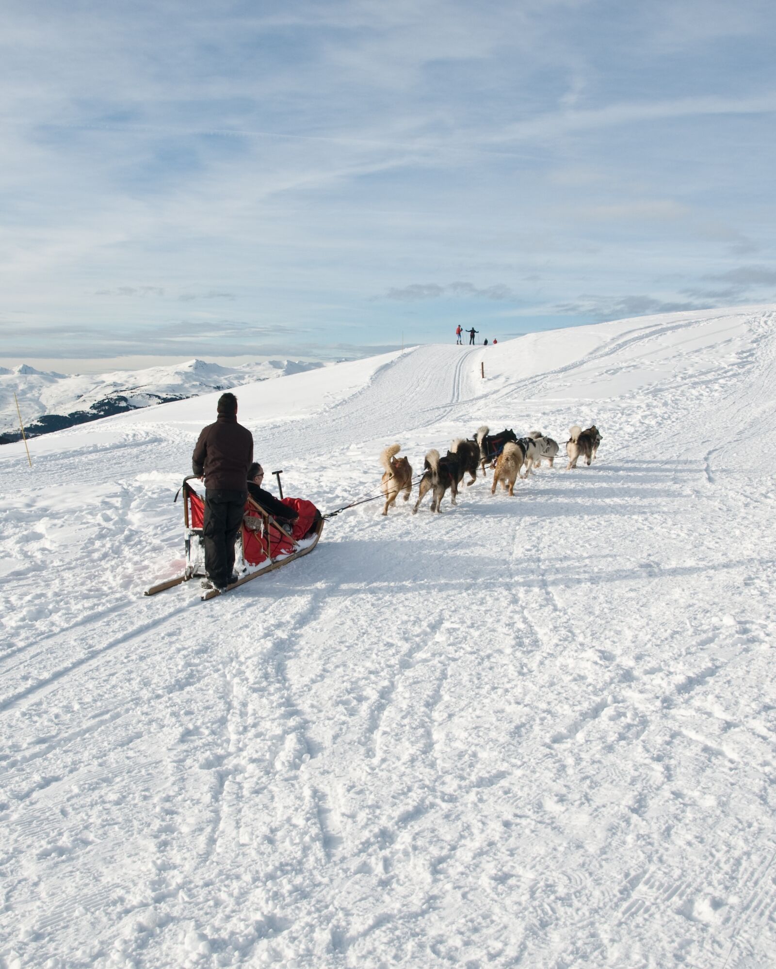 Nikon D300 sample photo. Dog, sled, snow photography