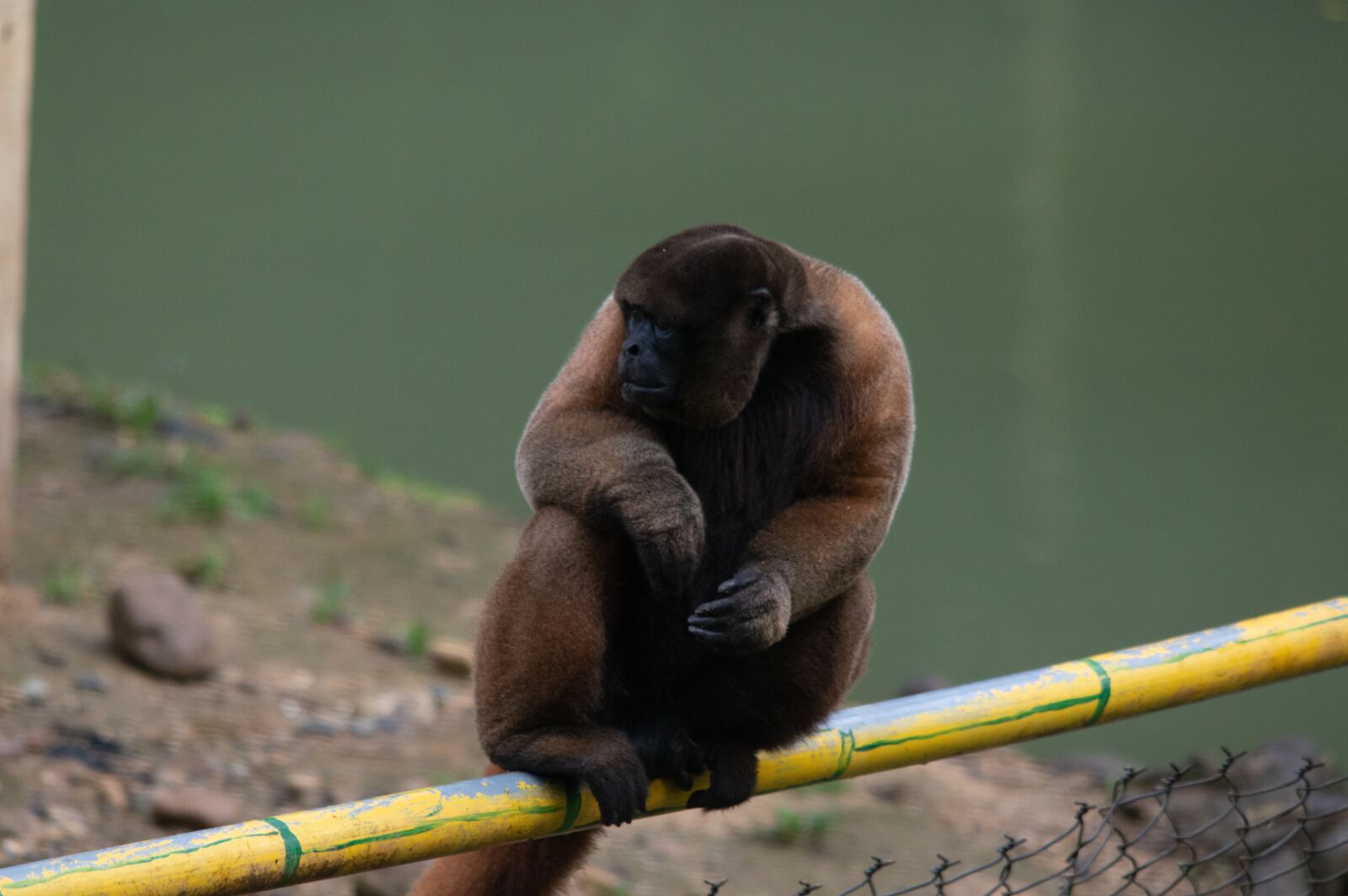 Nikon D3200 sample photo. Monkey, nature, animal photography