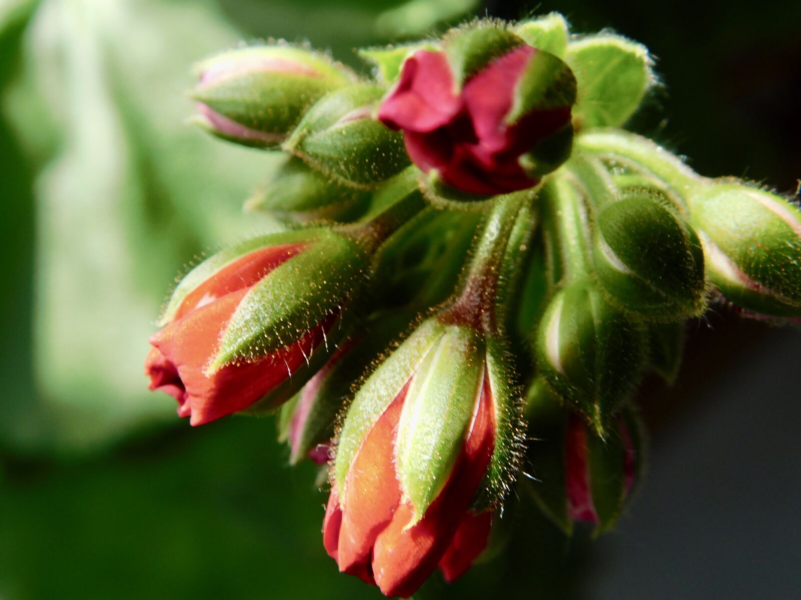 Nikon Coolpix B500 sample photo. Macro, geranium, buds photography