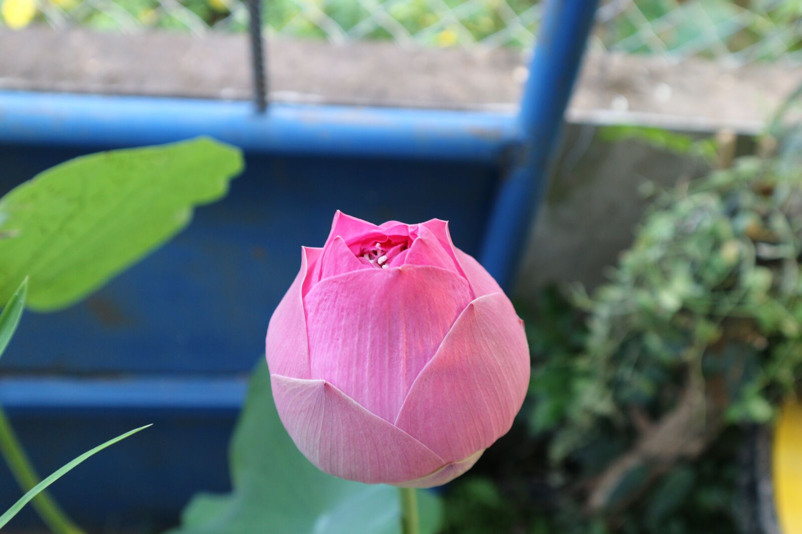 Canon EOS M10 sample photo. Lotus, pink lotus, flowers photography