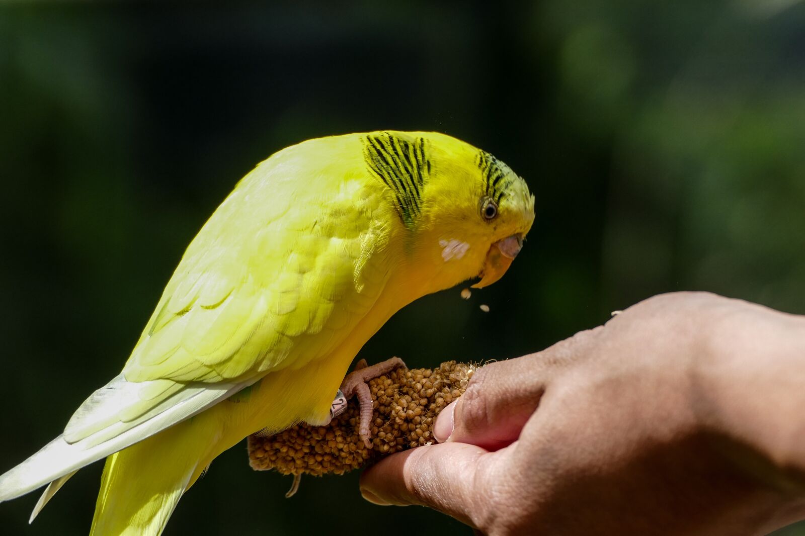 Panasonic Lumix DMC-FZ1000 sample photo. Budgie, parrot, bird photography