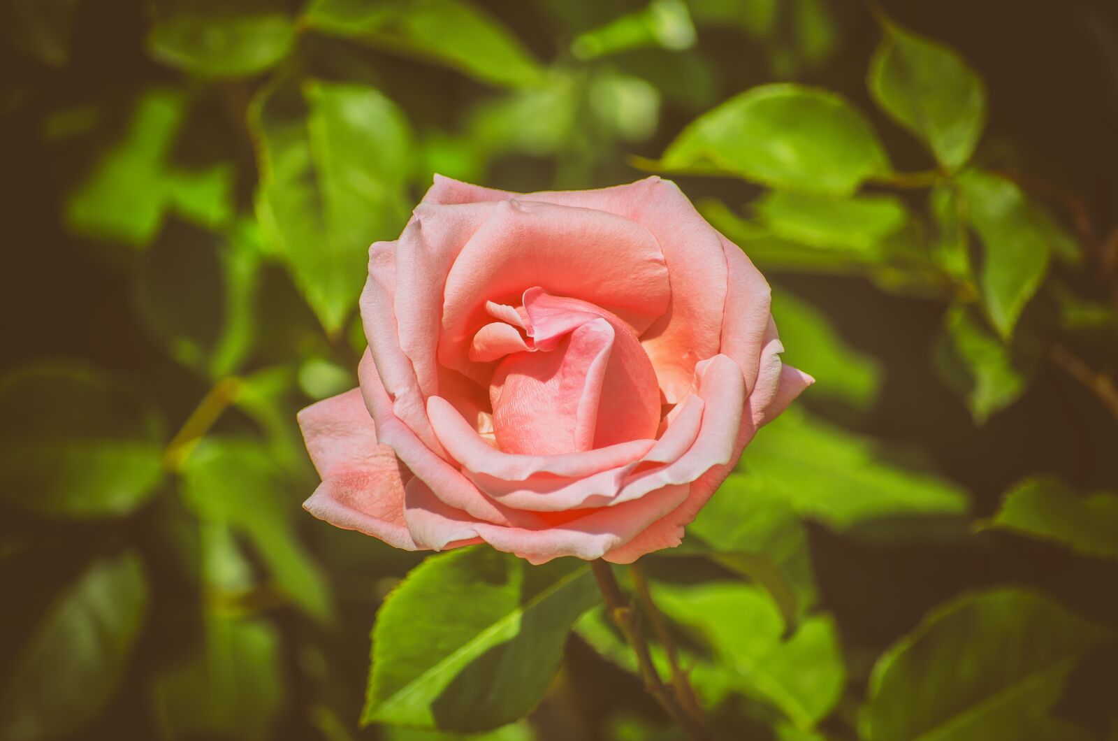 Nikon D5100 sample photo. Rose, flower, nature photography