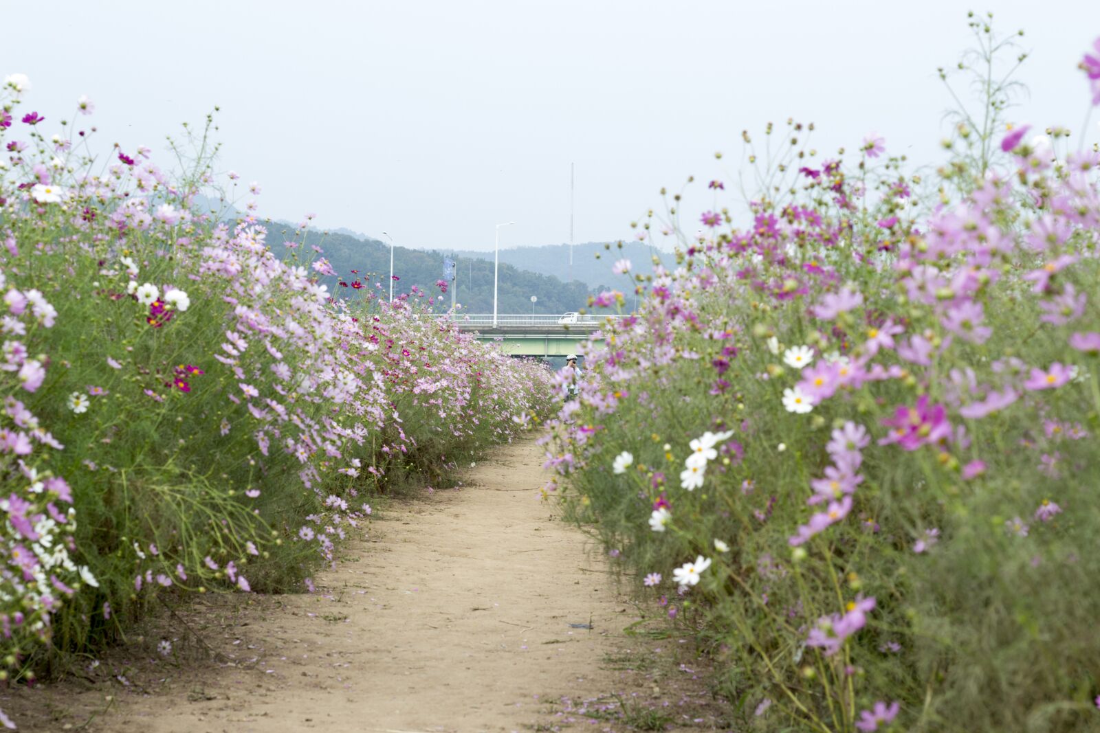 Canon EOS 700D (EOS Rebel T5i / EOS Kiss X7i) + Canon EF 50mm F1.8 STM sample photo. Gil, travel, flowers photography