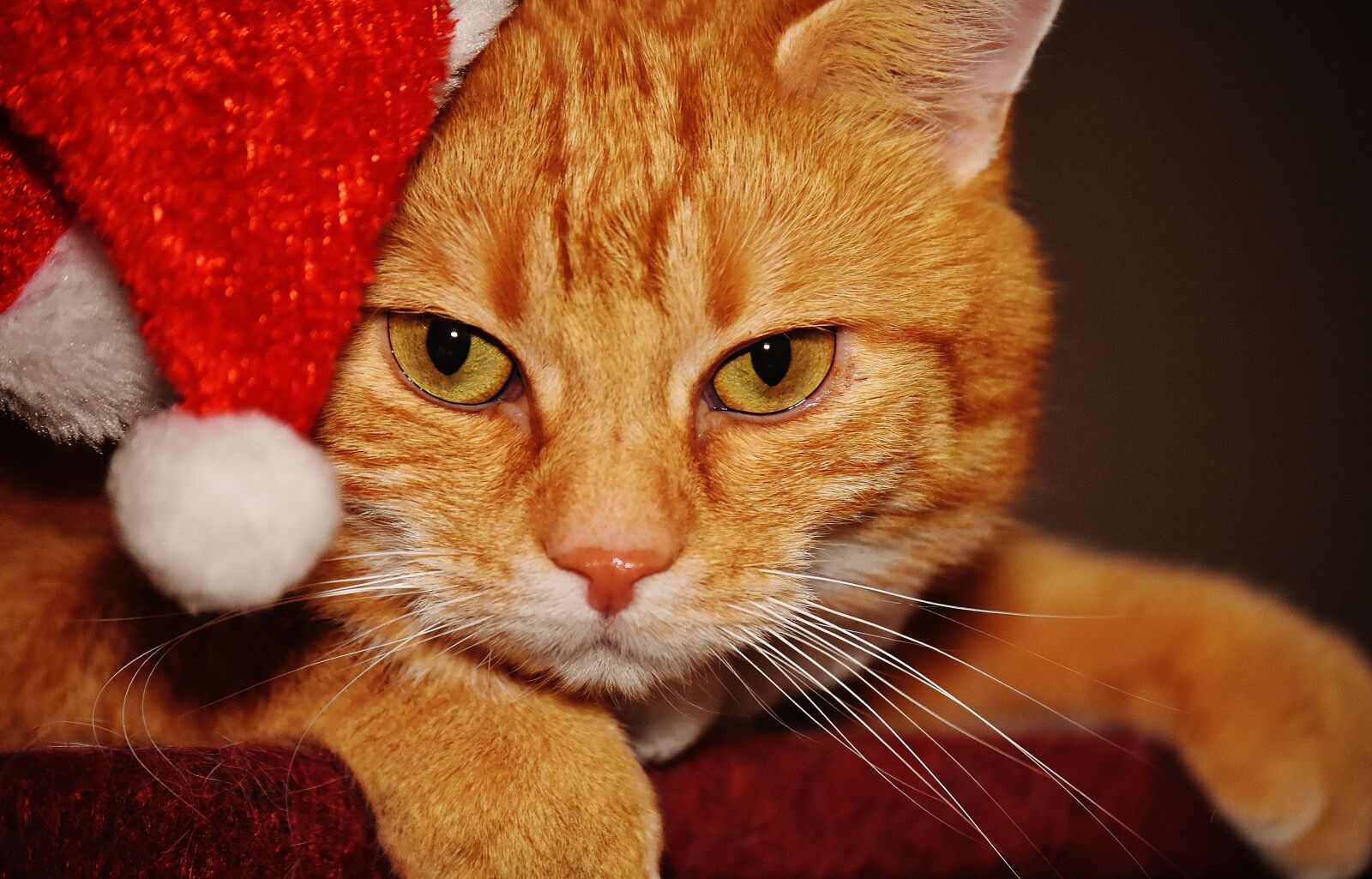 Nikon D7200 sample photo. Cat, red, christmas photography
