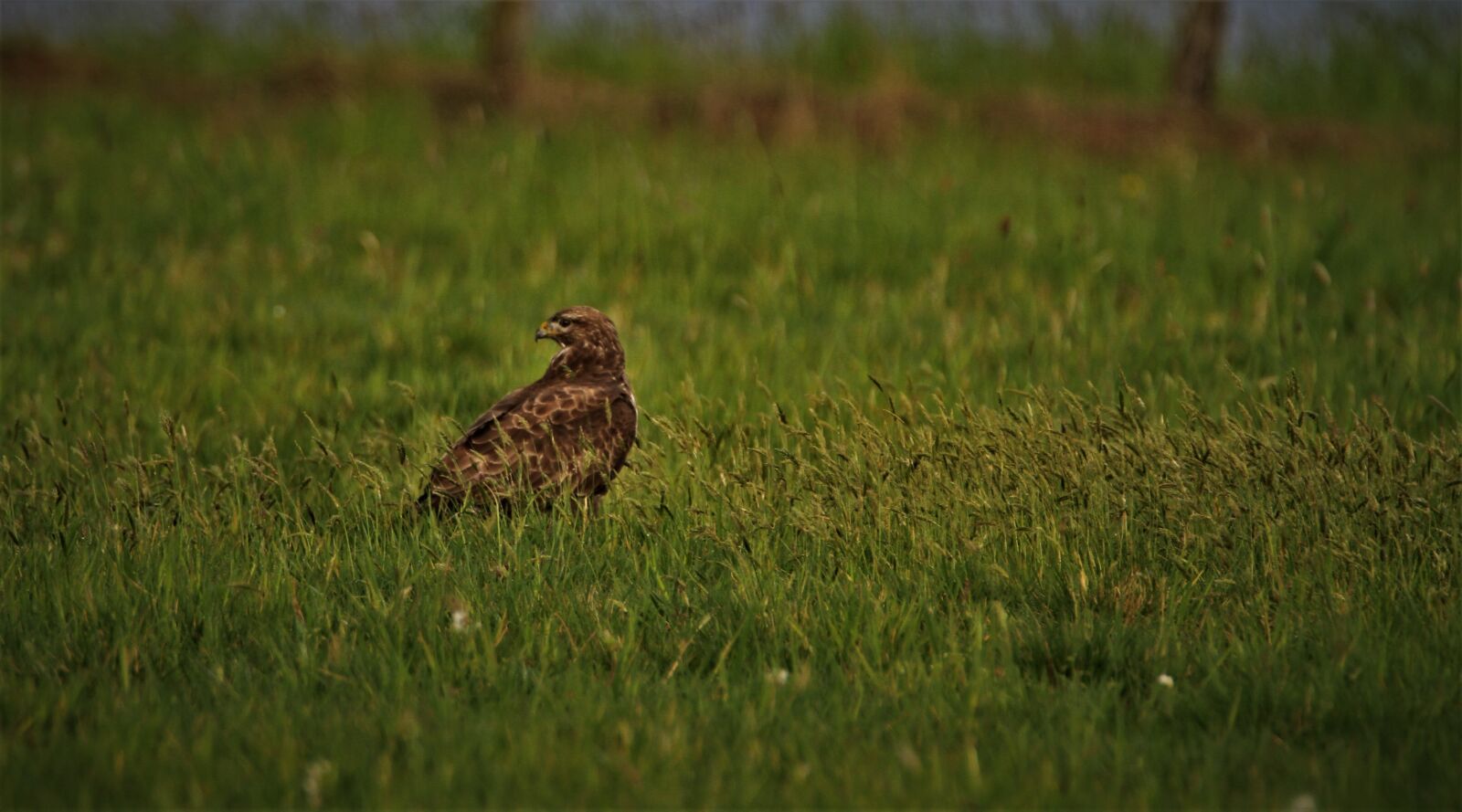 Canon EOS 7D sample photo. Bird of prey, common photography