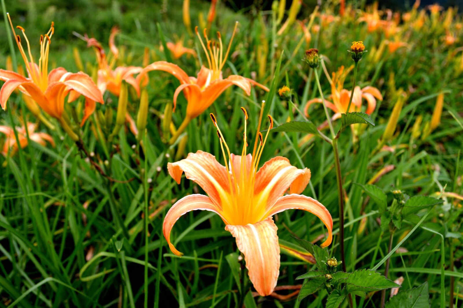 Nikon D3100 sample photo. Tiger lily flower, flower photography